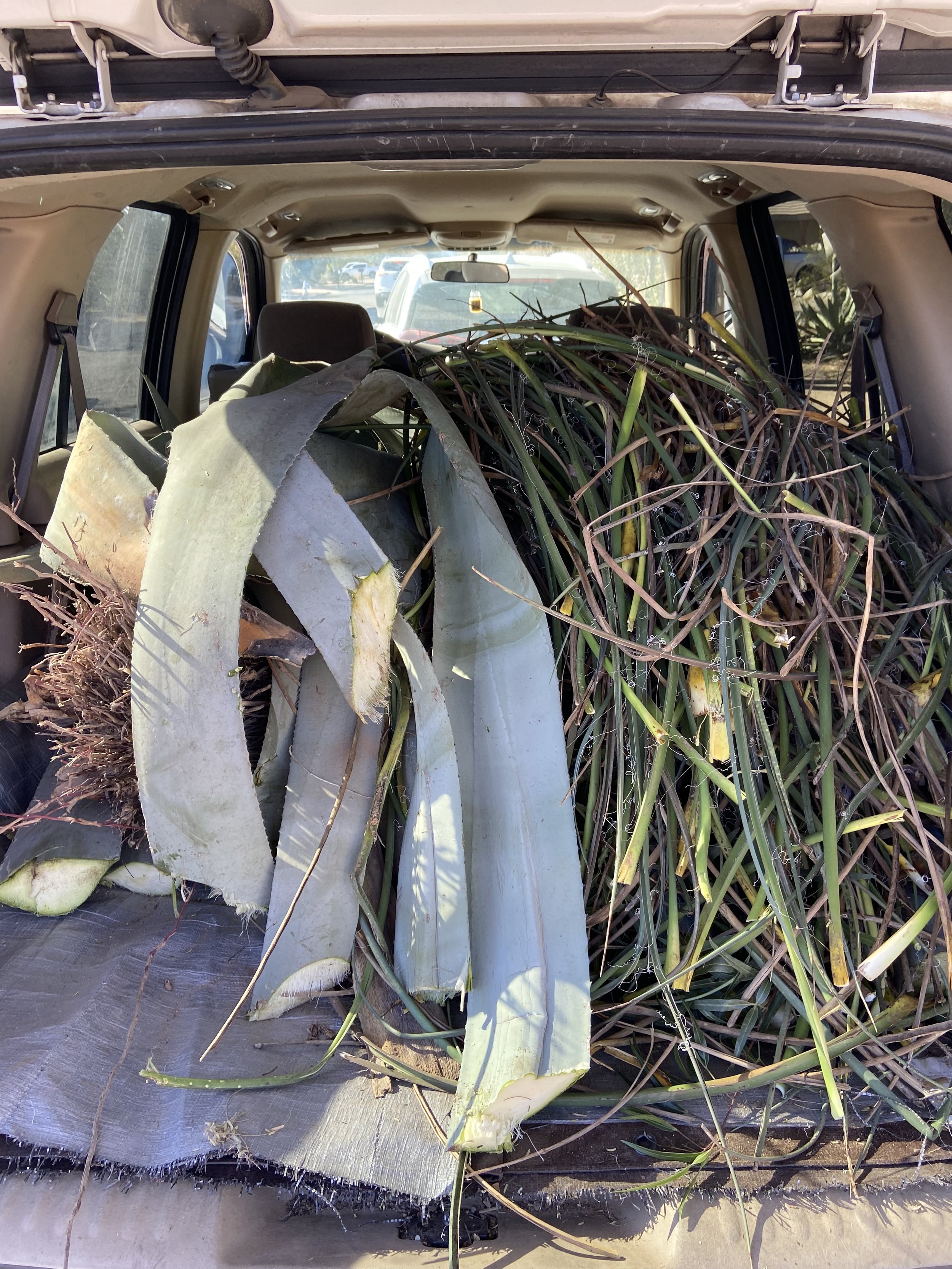 Landscaping Agave.jpg