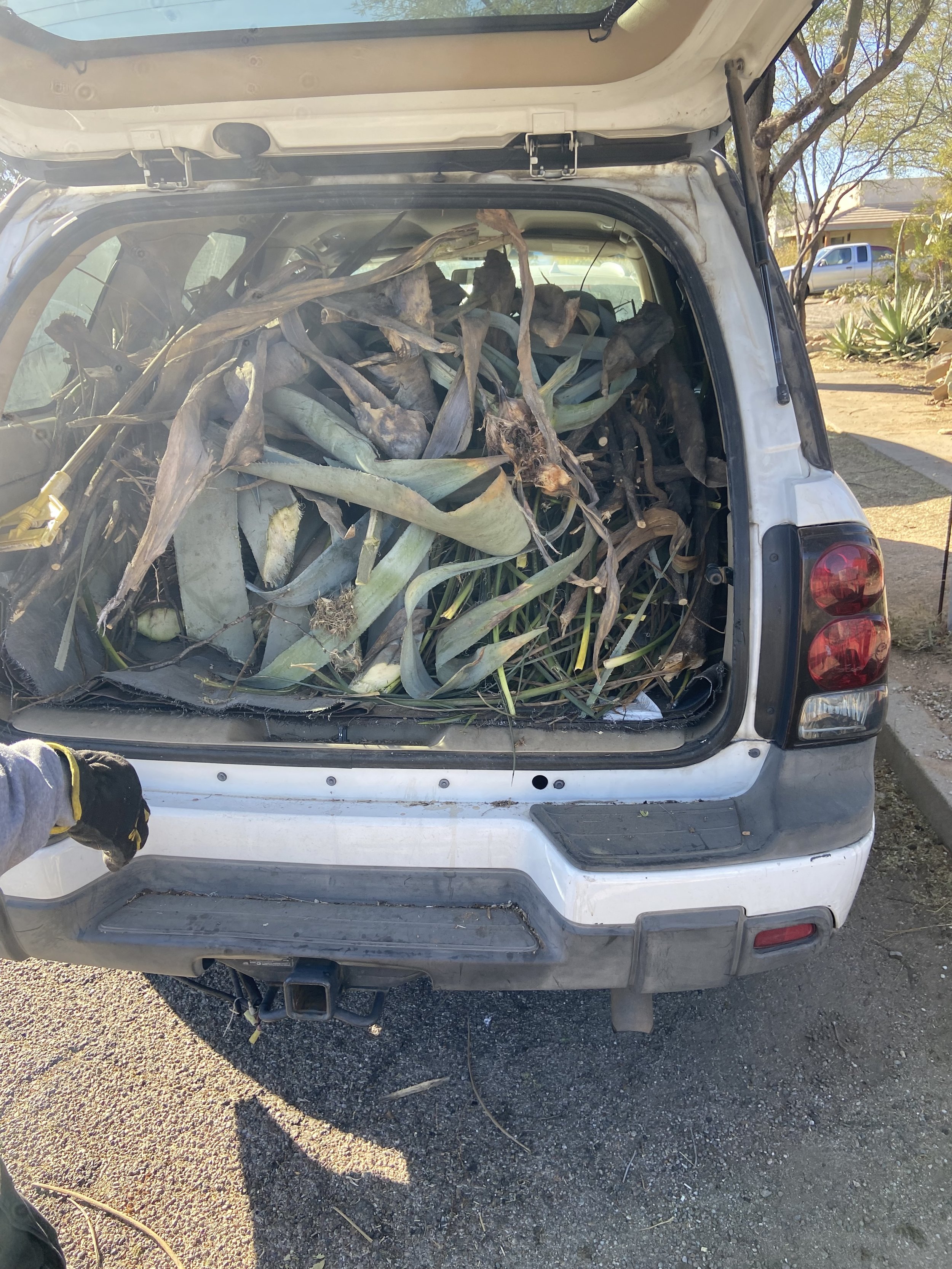 Landscaping clean up.jpg