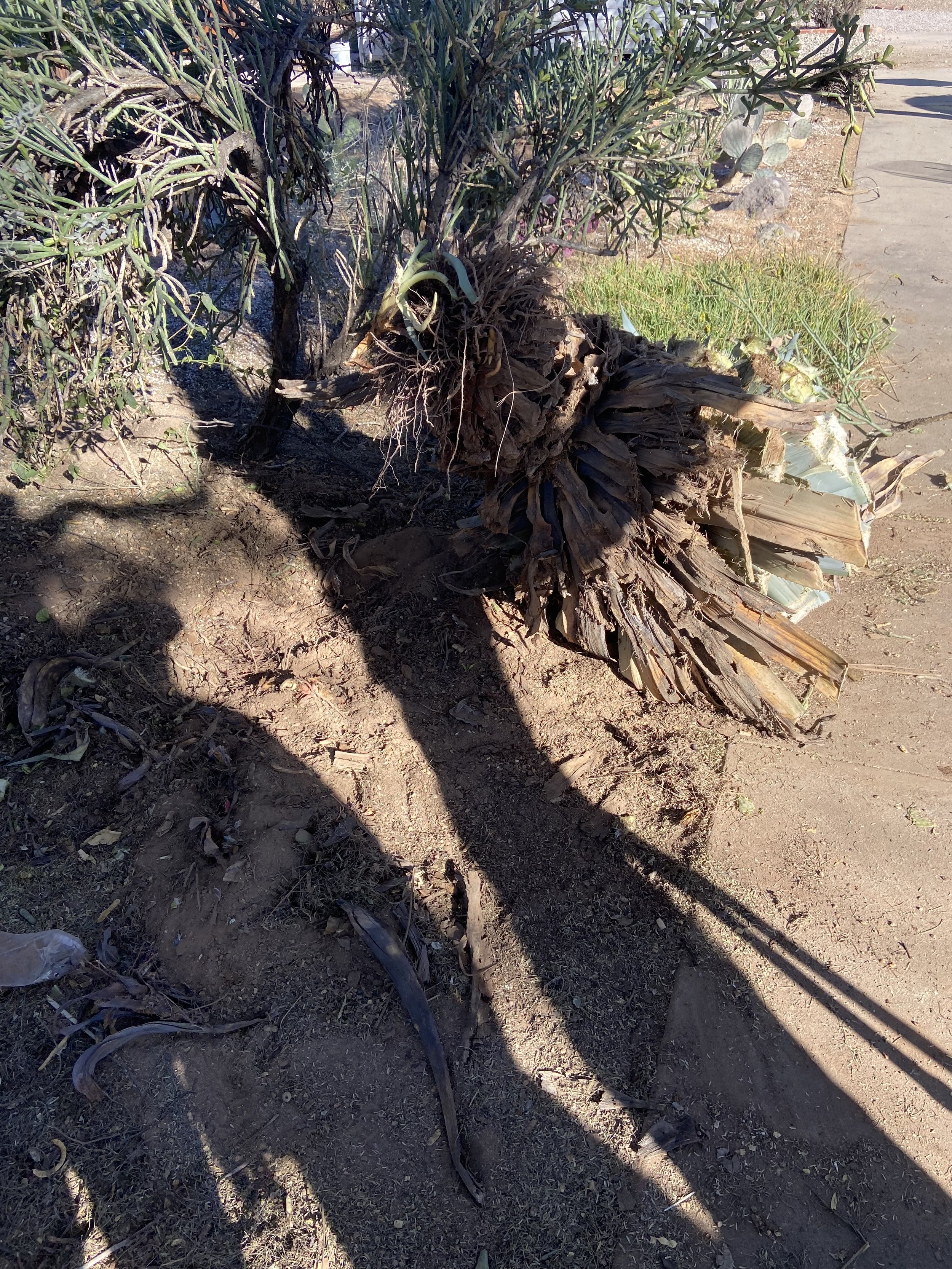 Agave Removal.jpg