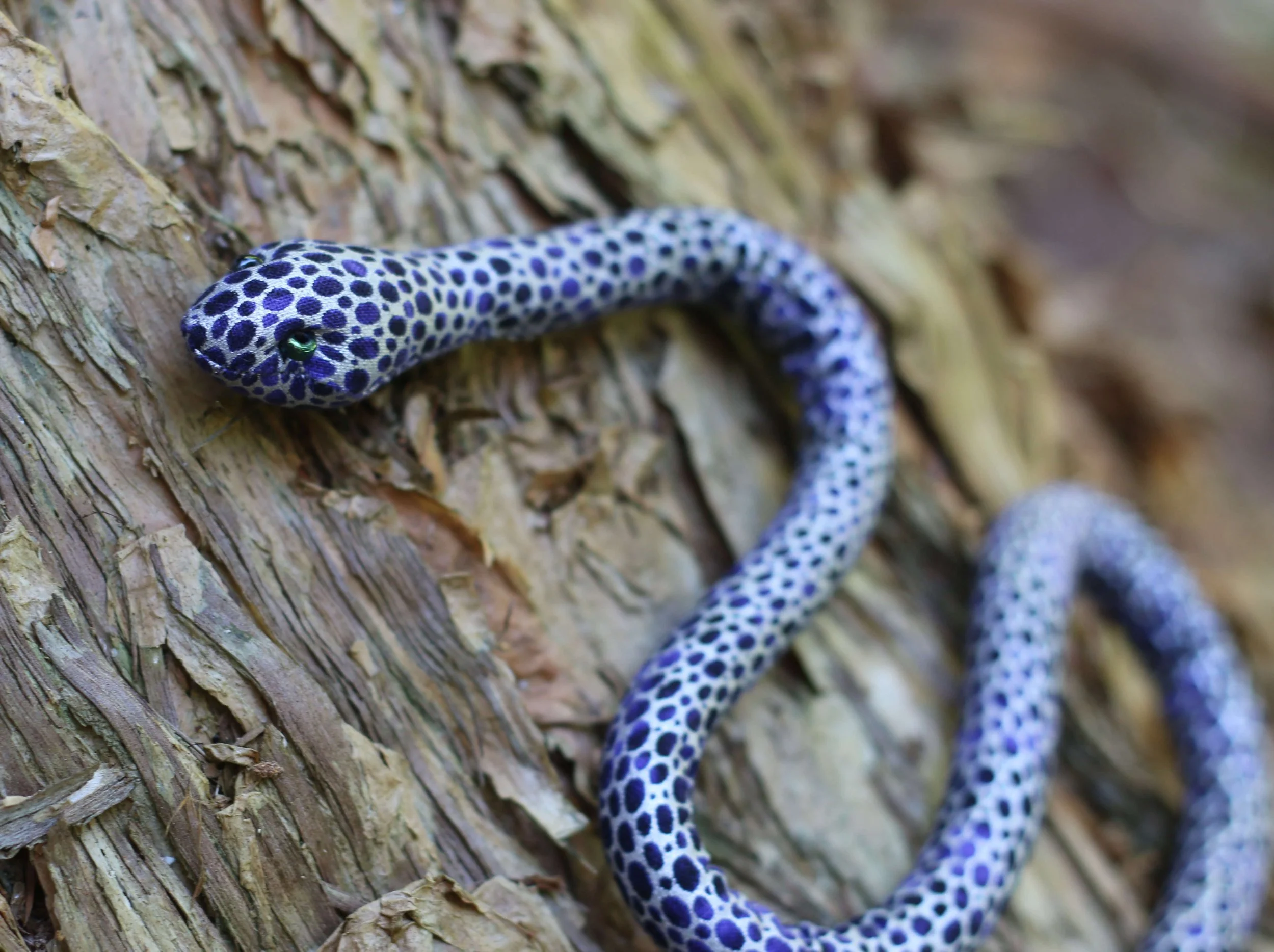 Indigo snake