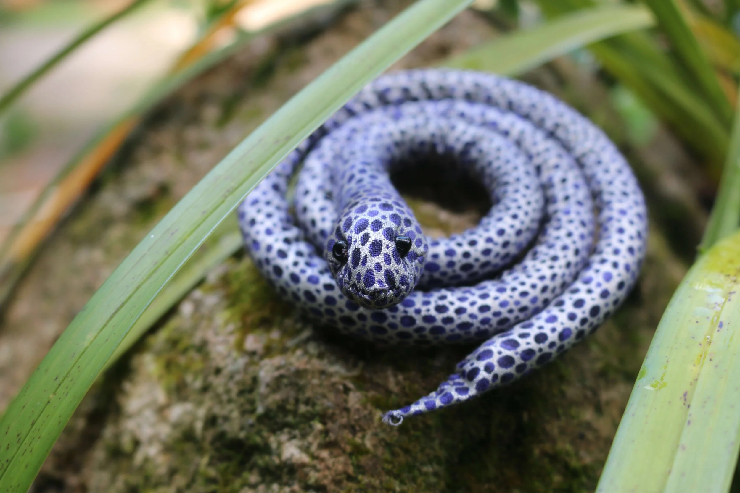 Indigo snake