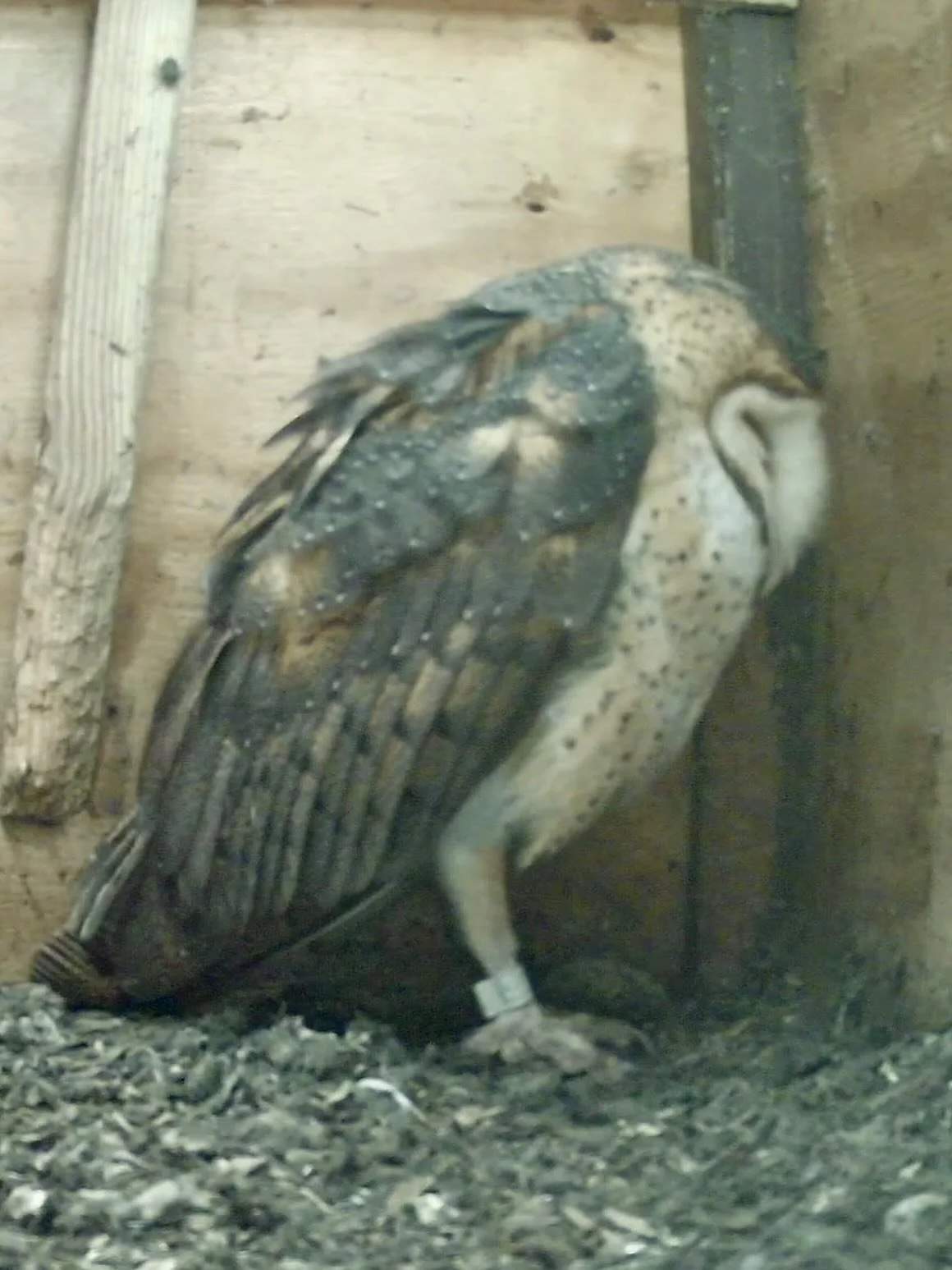 Streaming now in All Access!