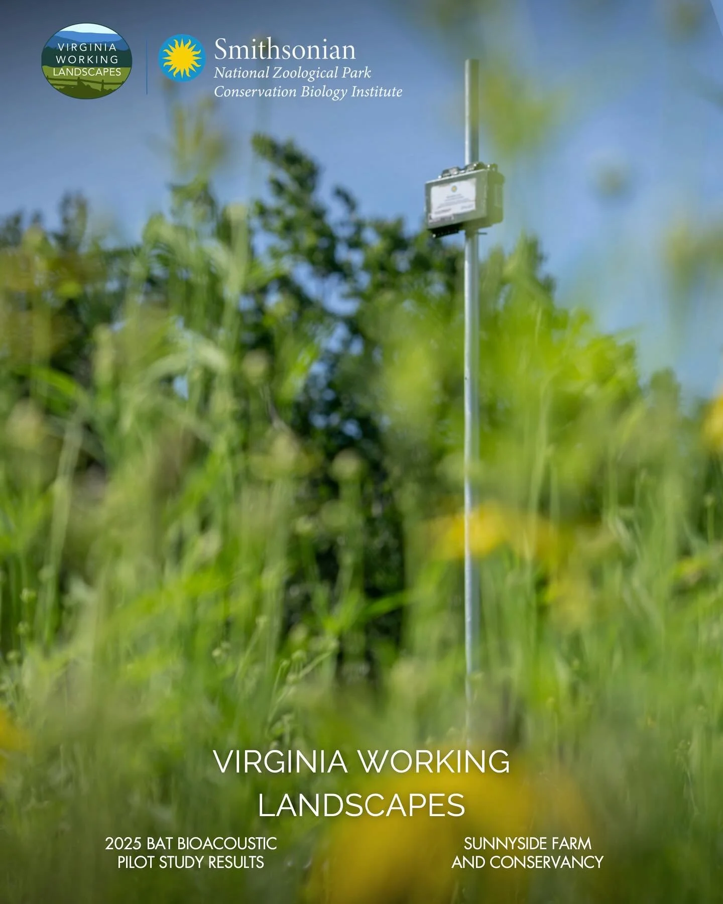 Bats are facing growing threats, and understanding how to support them starts with knowing which species are present and how they use the landscape. This year, Sunnyside partnered with @smithsonian_vwl on a broader study of bat species diversity in t