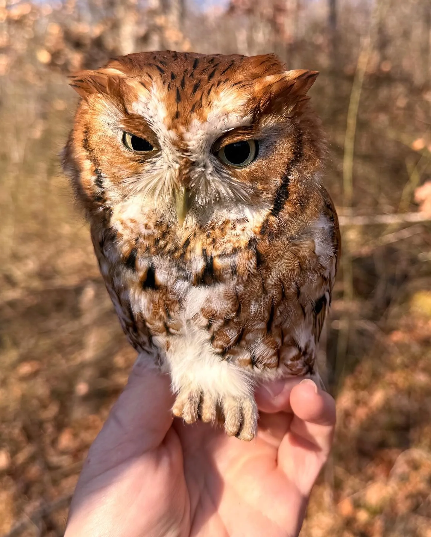Eastern screech owls are a familiar presence across Sunnyside&rsquo;s distinct ecosystem features. Our latest All Access post features a highlight reel of these adaptable owls, including a tense encounter inside a nest box with Abby, an American Kest