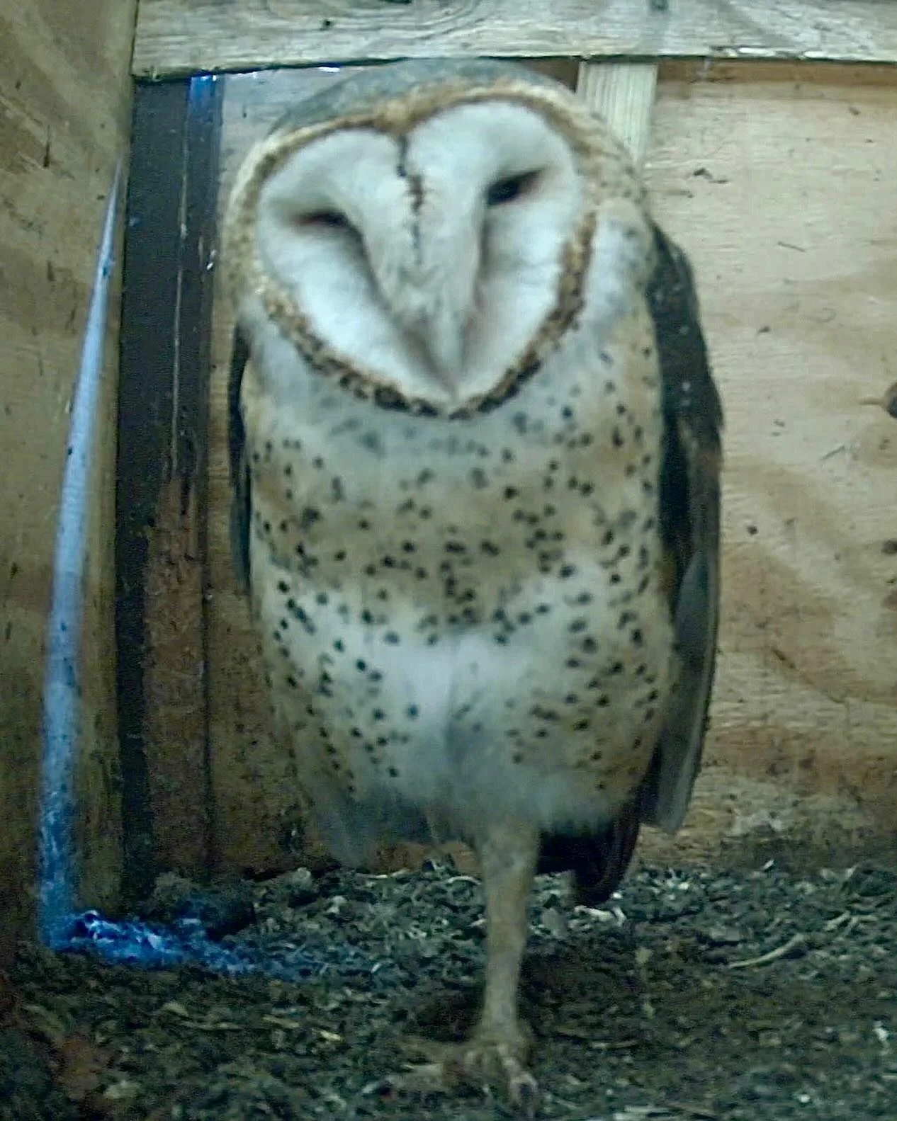 Livestreaming now in All Access.