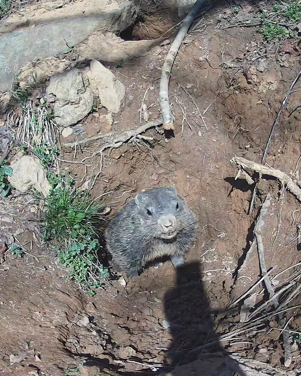 Livestreaming now in All Access.