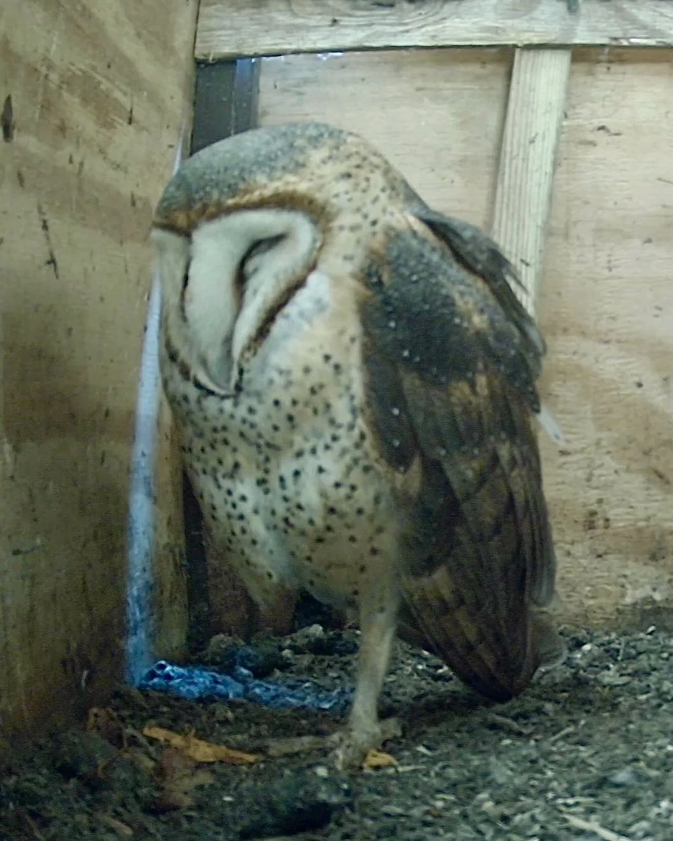 Streaming now in All Access.