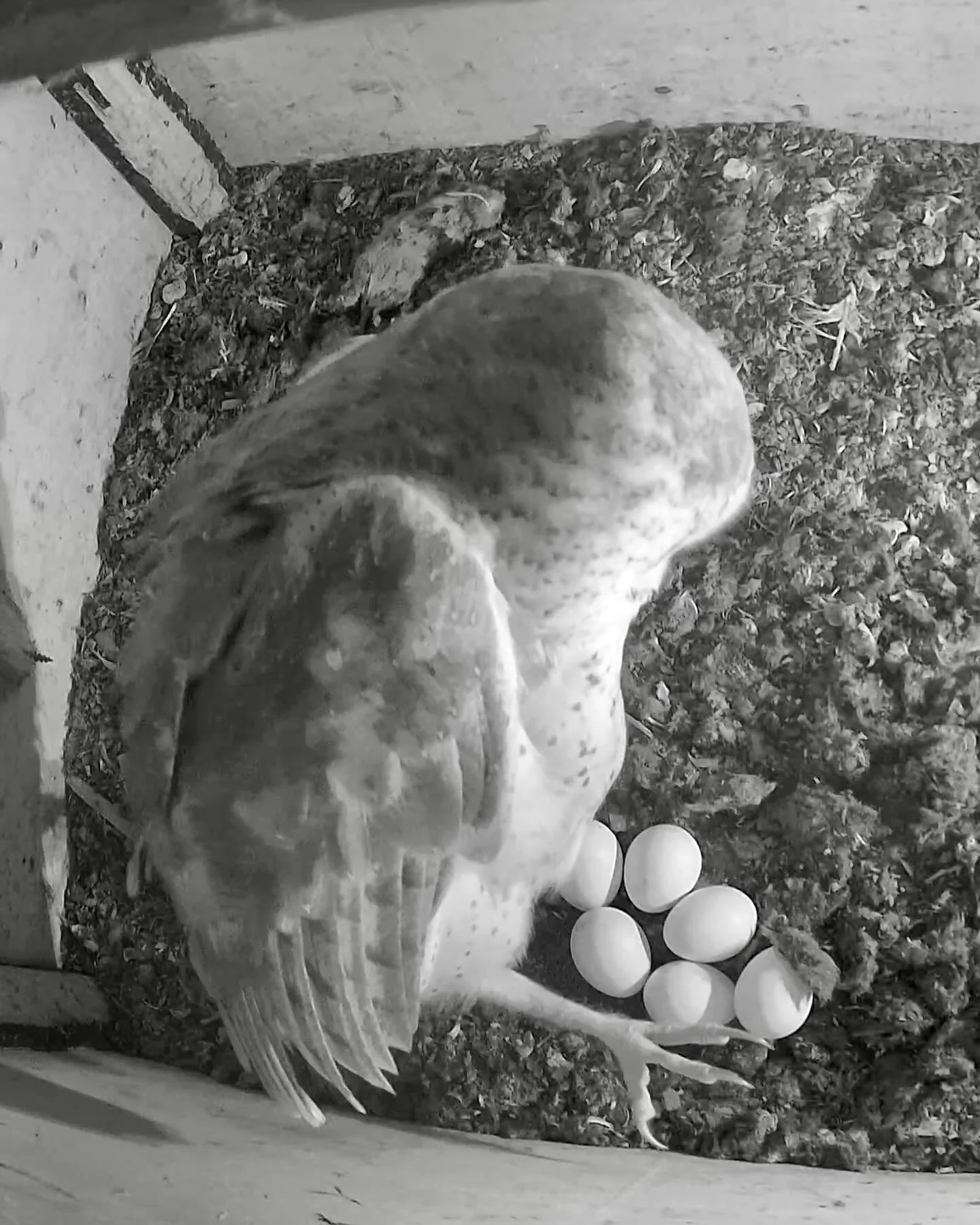 🥚🥚🥚🥚🥚🥚