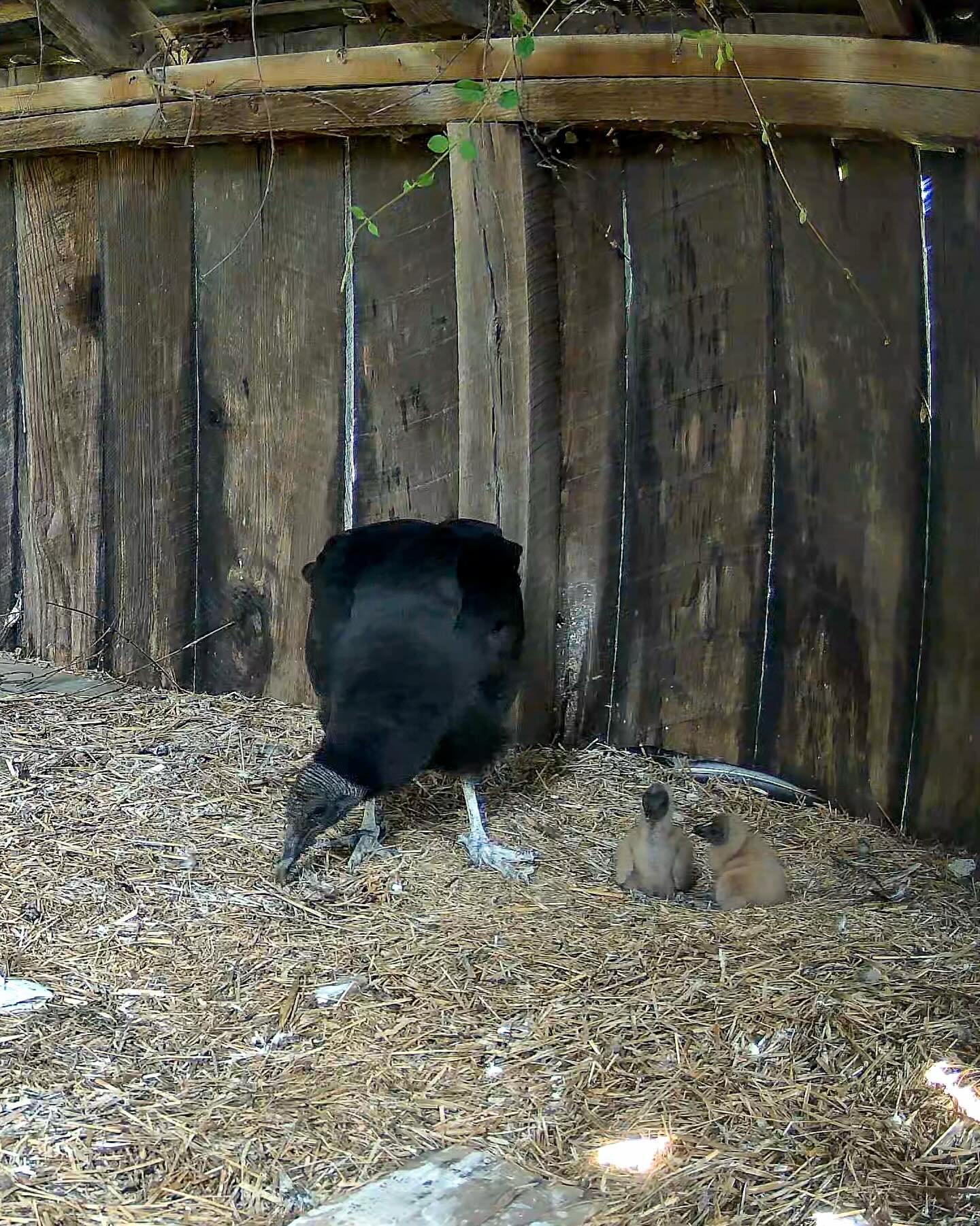 A Black Vulture tends to her two chicks. Vultures typically lay a clutch of one to three eggs (most often two) directly on the ground or in abandoned structures. Both parents share responsibilities at the nest, feeding and guarding the chicks as they