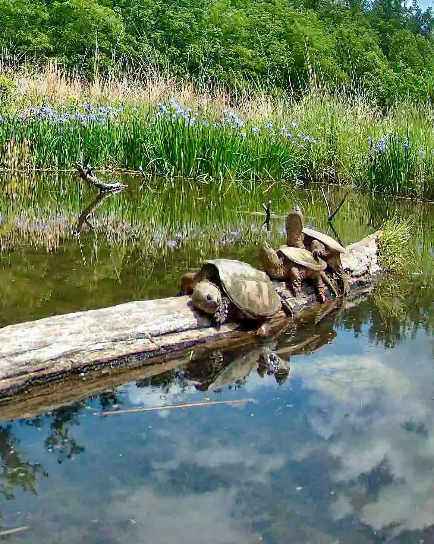 Snapping turtles basking in the sun at Henry&rsquo;s Pond.