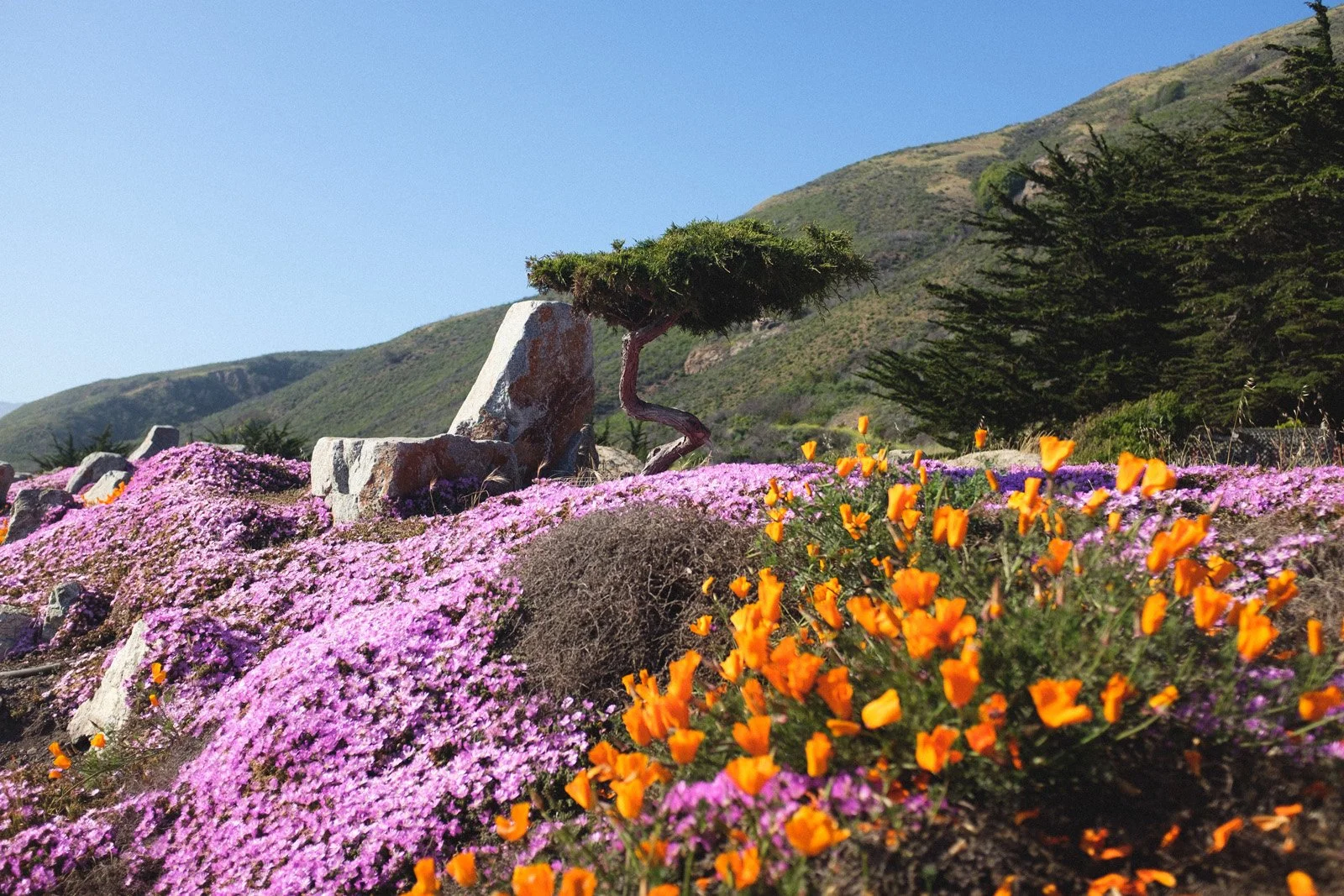 HWY 1 roadside attraction (May 2021).