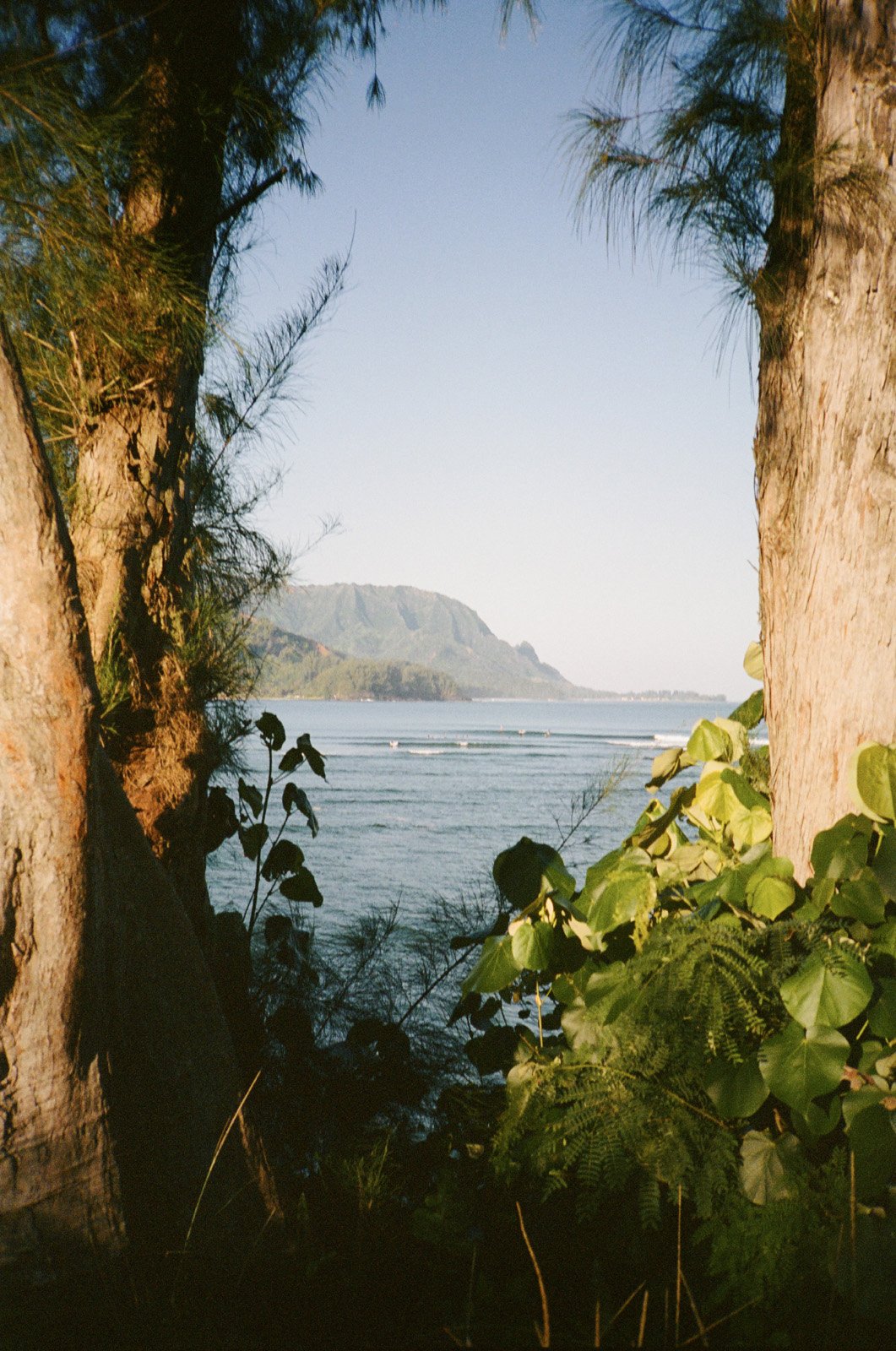 A short walk from Nourish down too an awesome view of the bay (Olympus XA, January 2026)