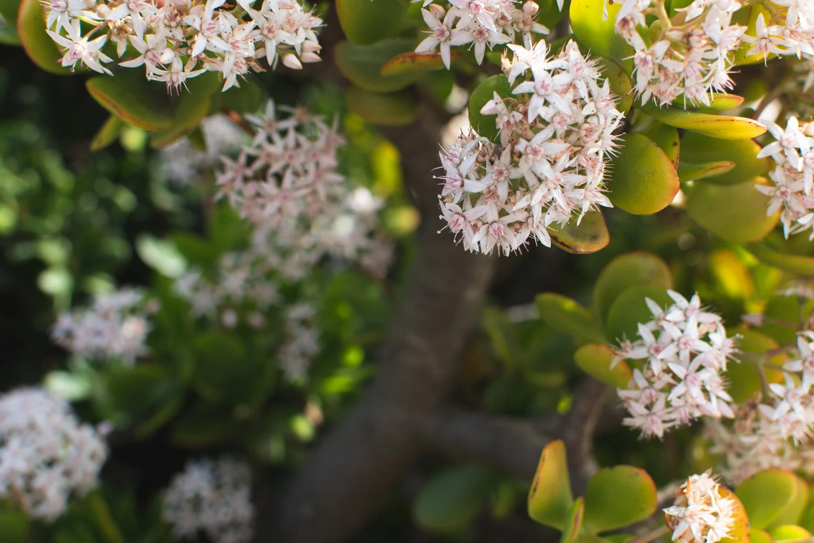 Flowering Jade plant at Swami's Meditation Garden (January 2020)
