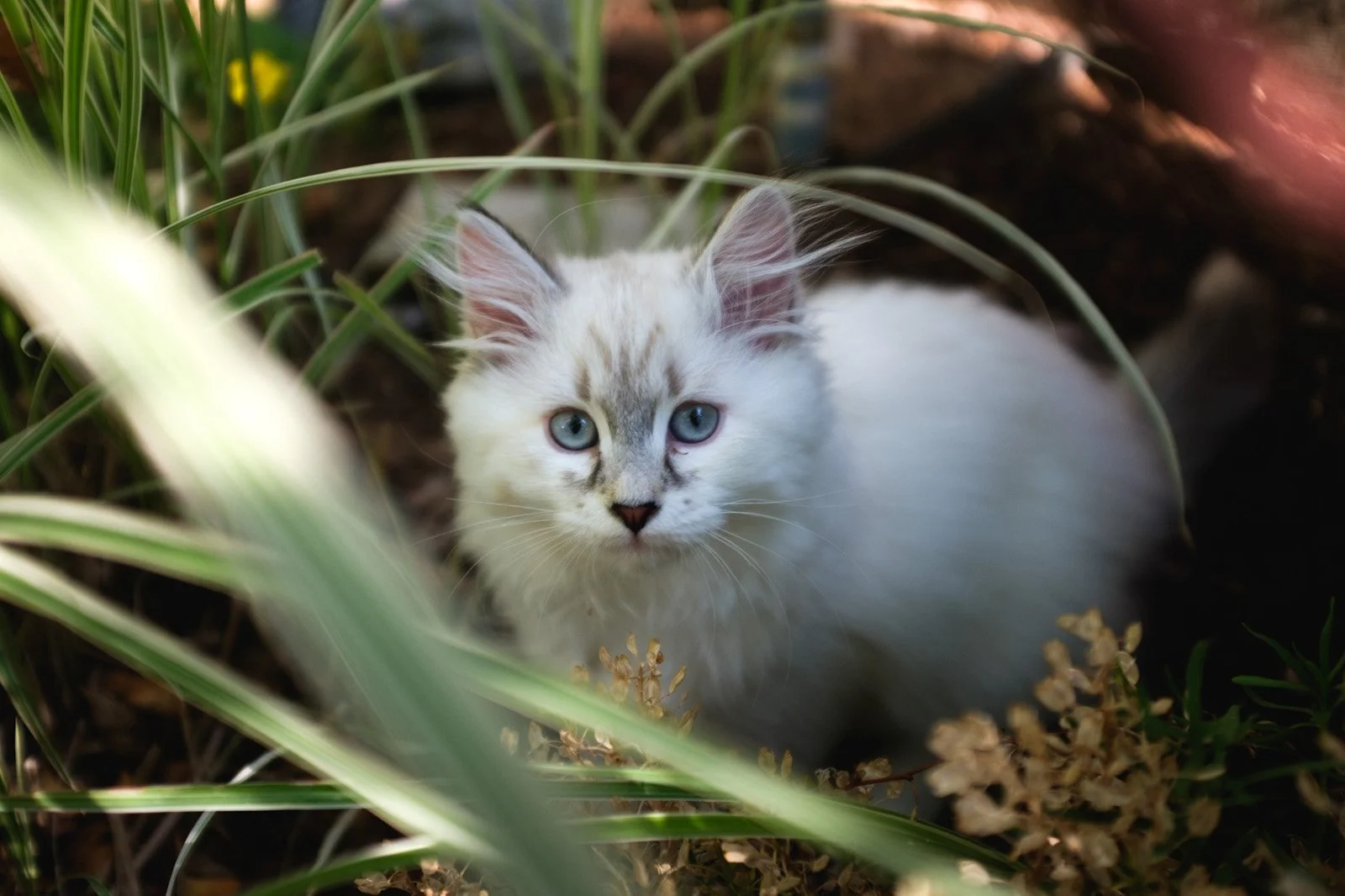 The sweetest, most alpha kitten in the world. Mossy (July 2021).