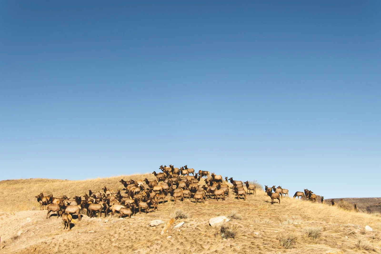 Morning commute entering Golden (January 2020)