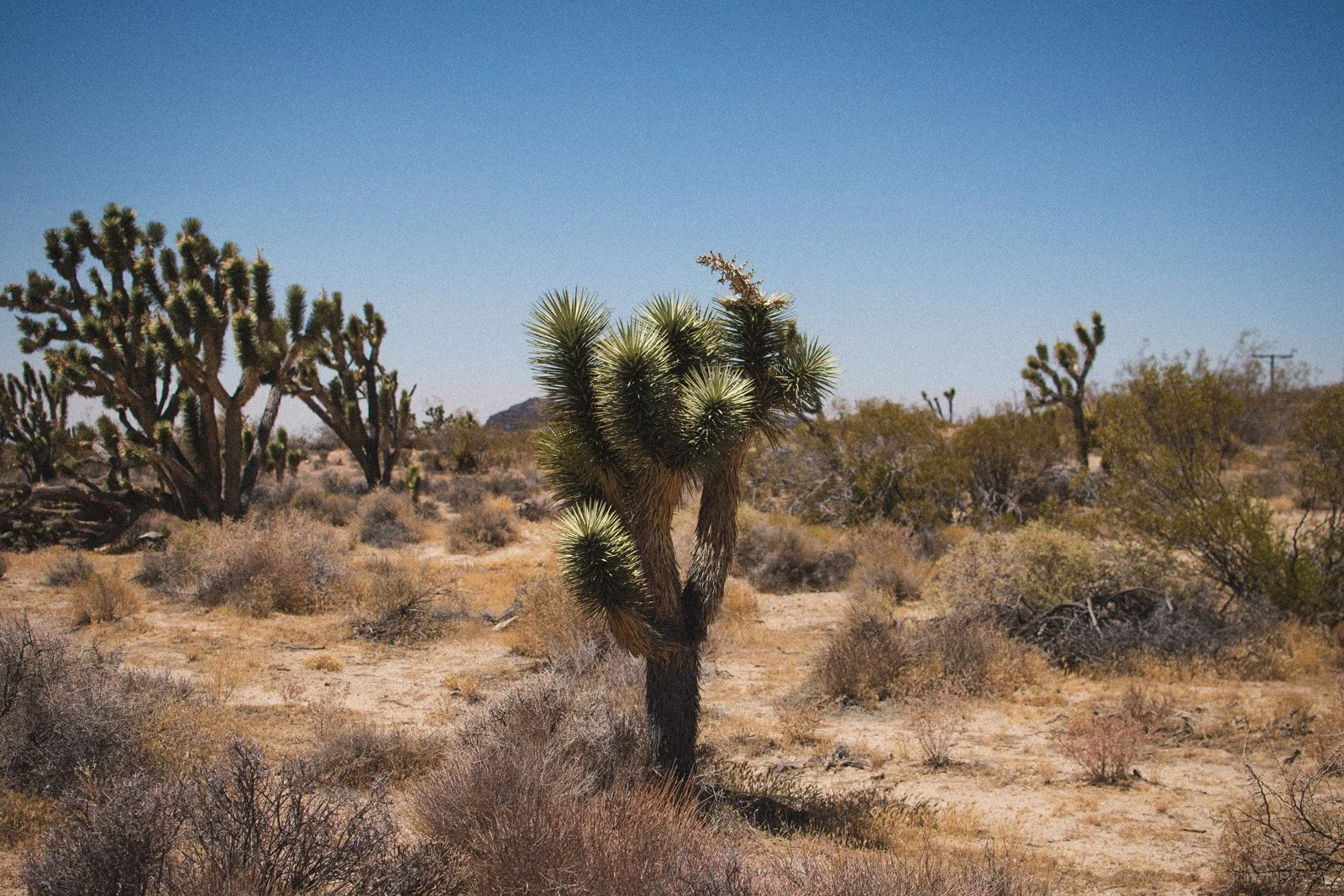 Joshua Tree (Yucca brevifolia) (August 2020)