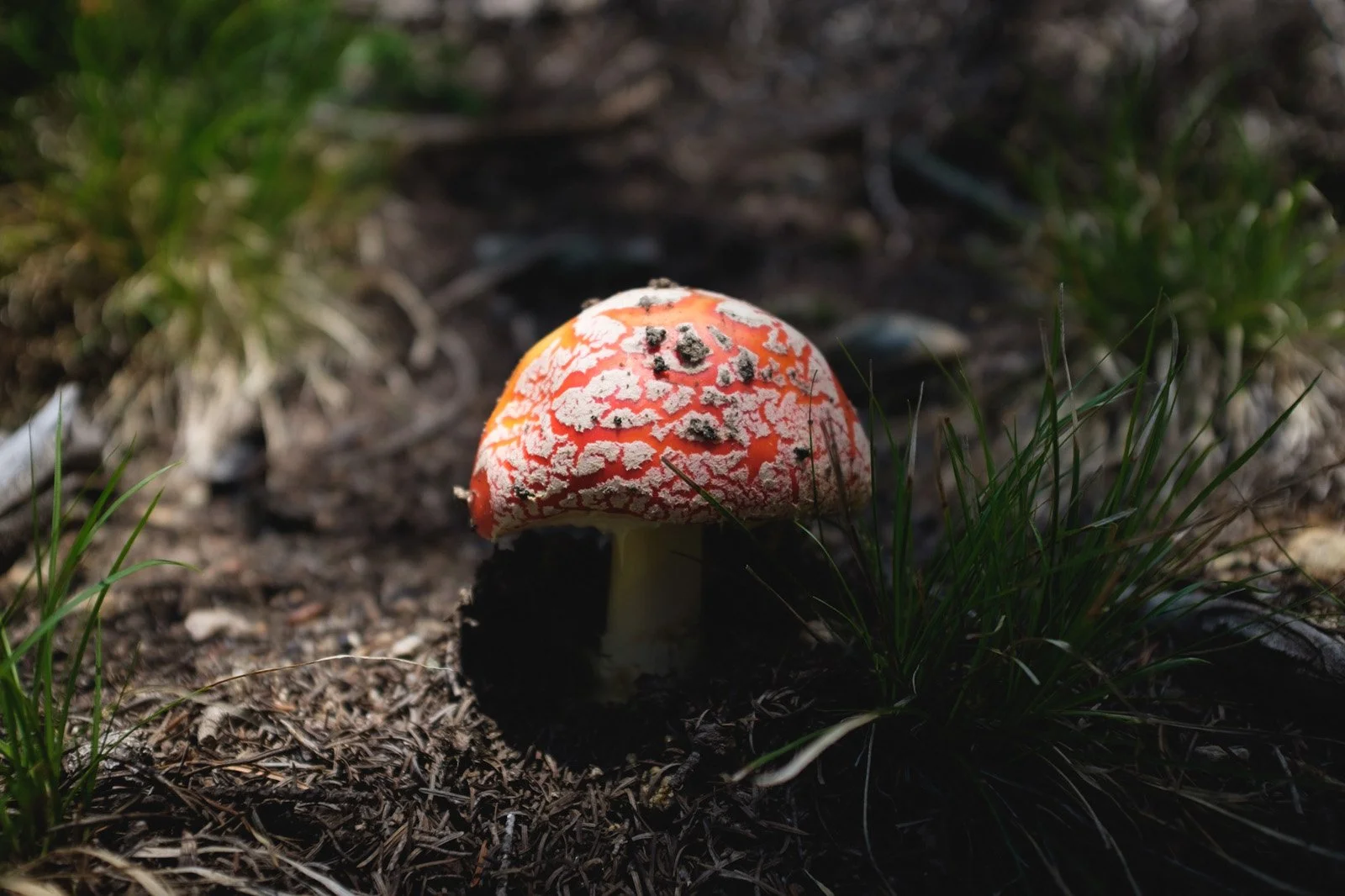 Santa Claus hallucinogenic (Amanita muscaria) on the way down from Thunder Lake. (July 2021)