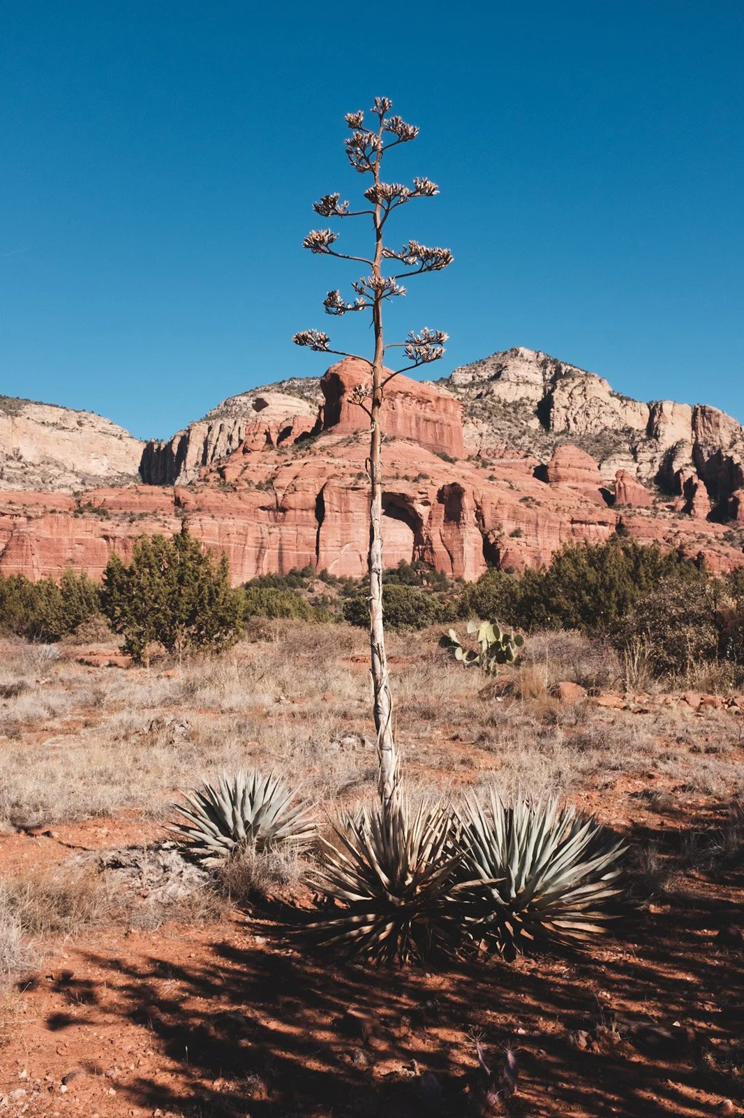 Agave bloom portrait (Agave palmeri/Agave harvardia) (Decmber 2020)