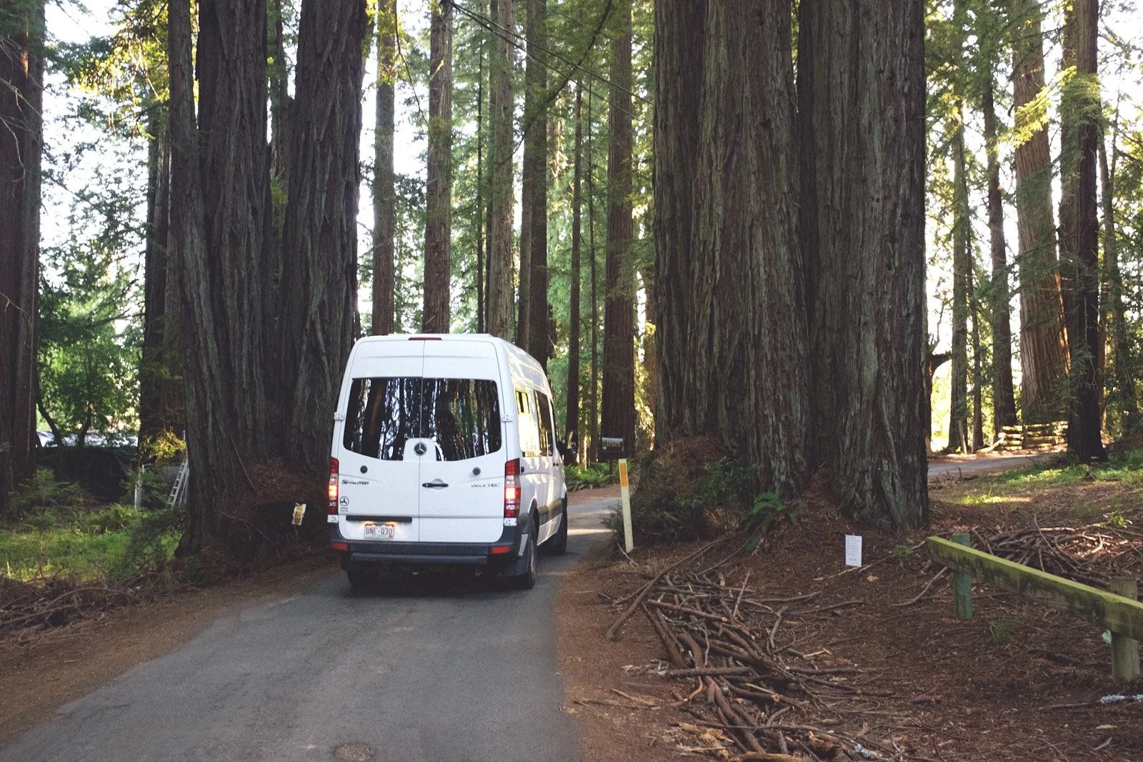 Babas cruising through the Grove of Old Trees in Occidental, CA. (May 2021)