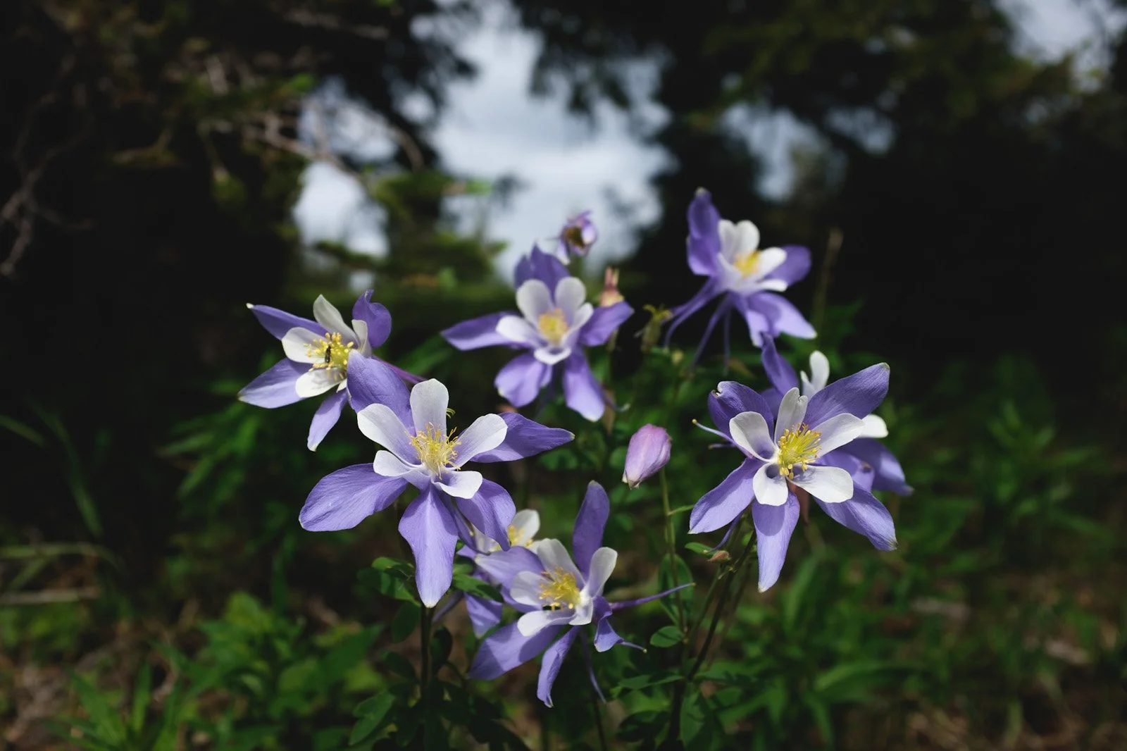 Columbine booms on the Rabbit Ears Hike (Aquilegia, June 2021)