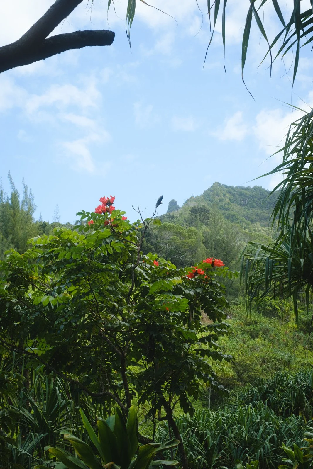 Views from the jungles on the Na Pali Coast (January 2026)
