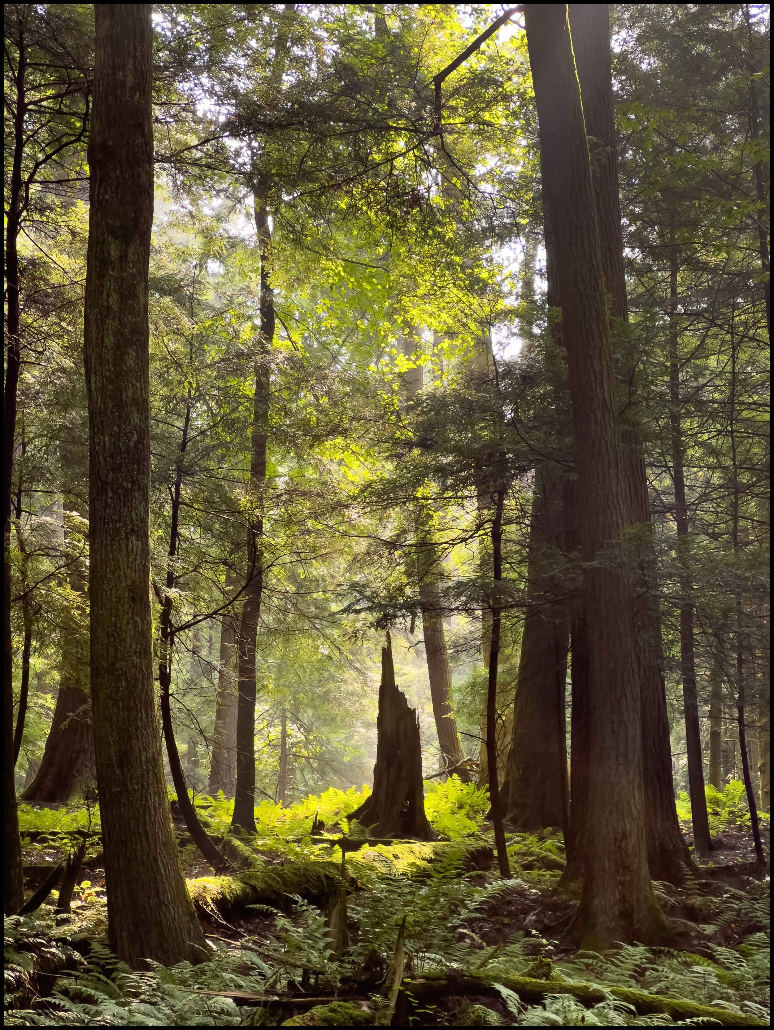 Cook State Forest, 2025