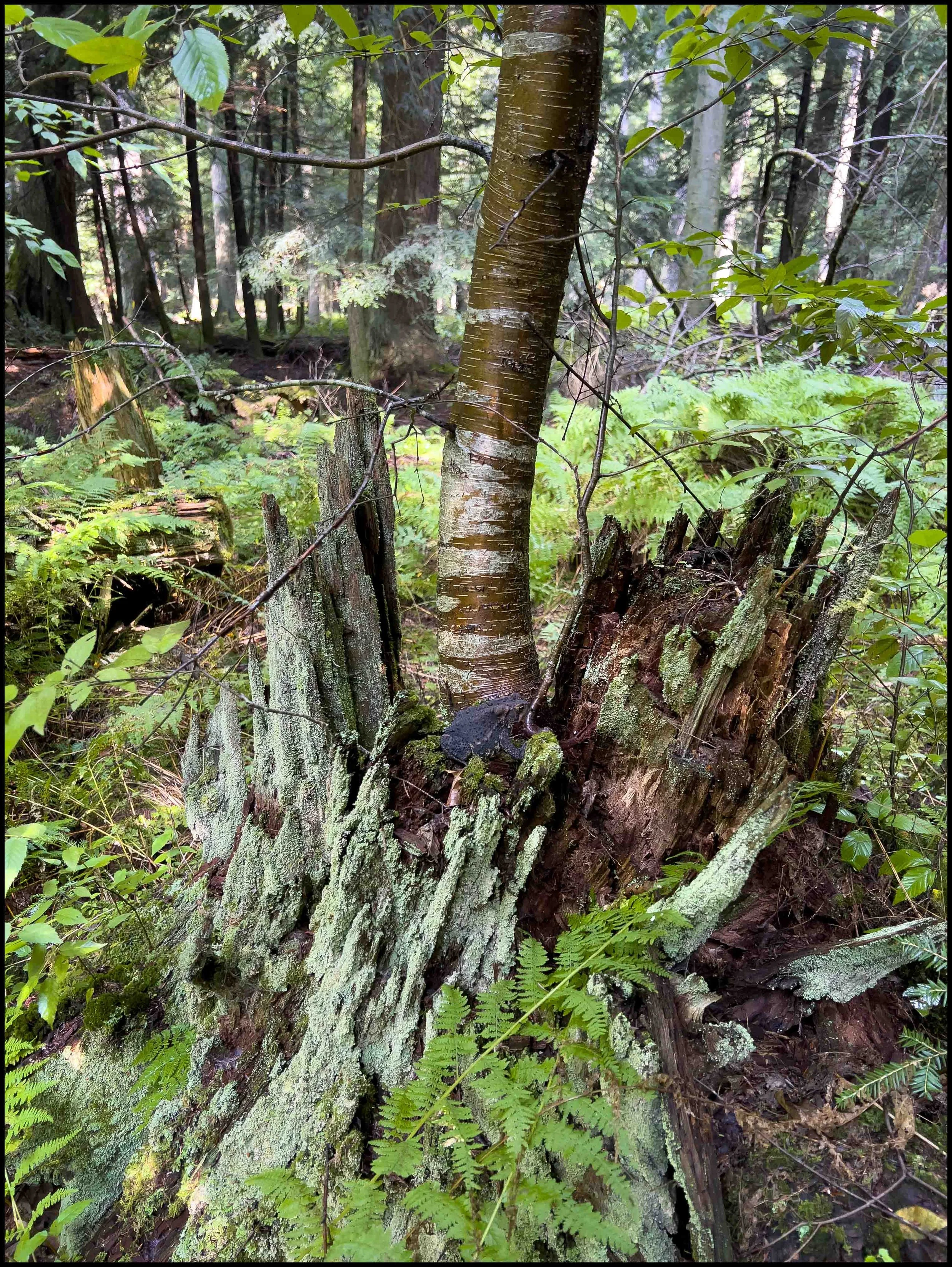Cook State Forest, 2025