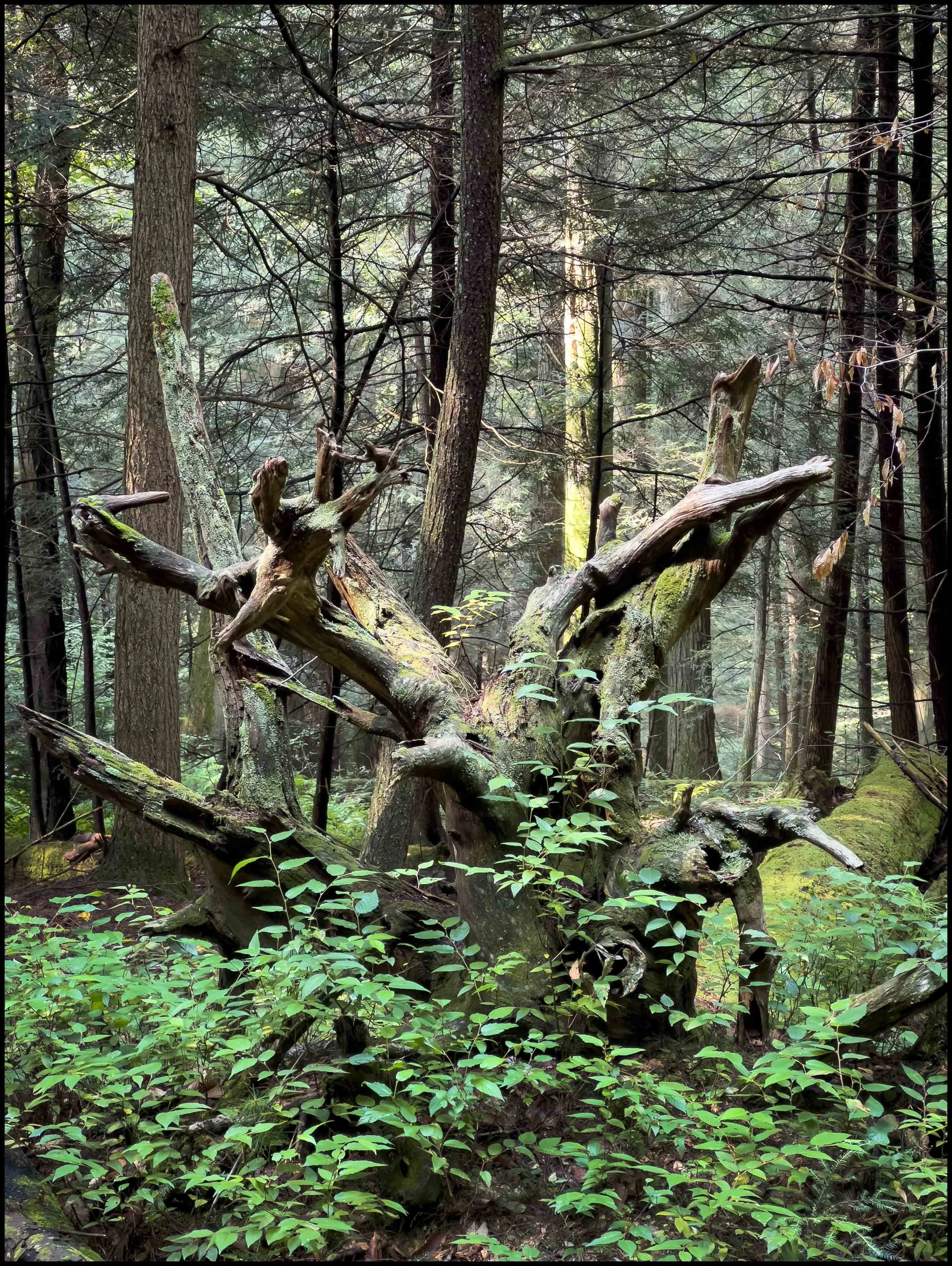 Cook State Forest, 2025