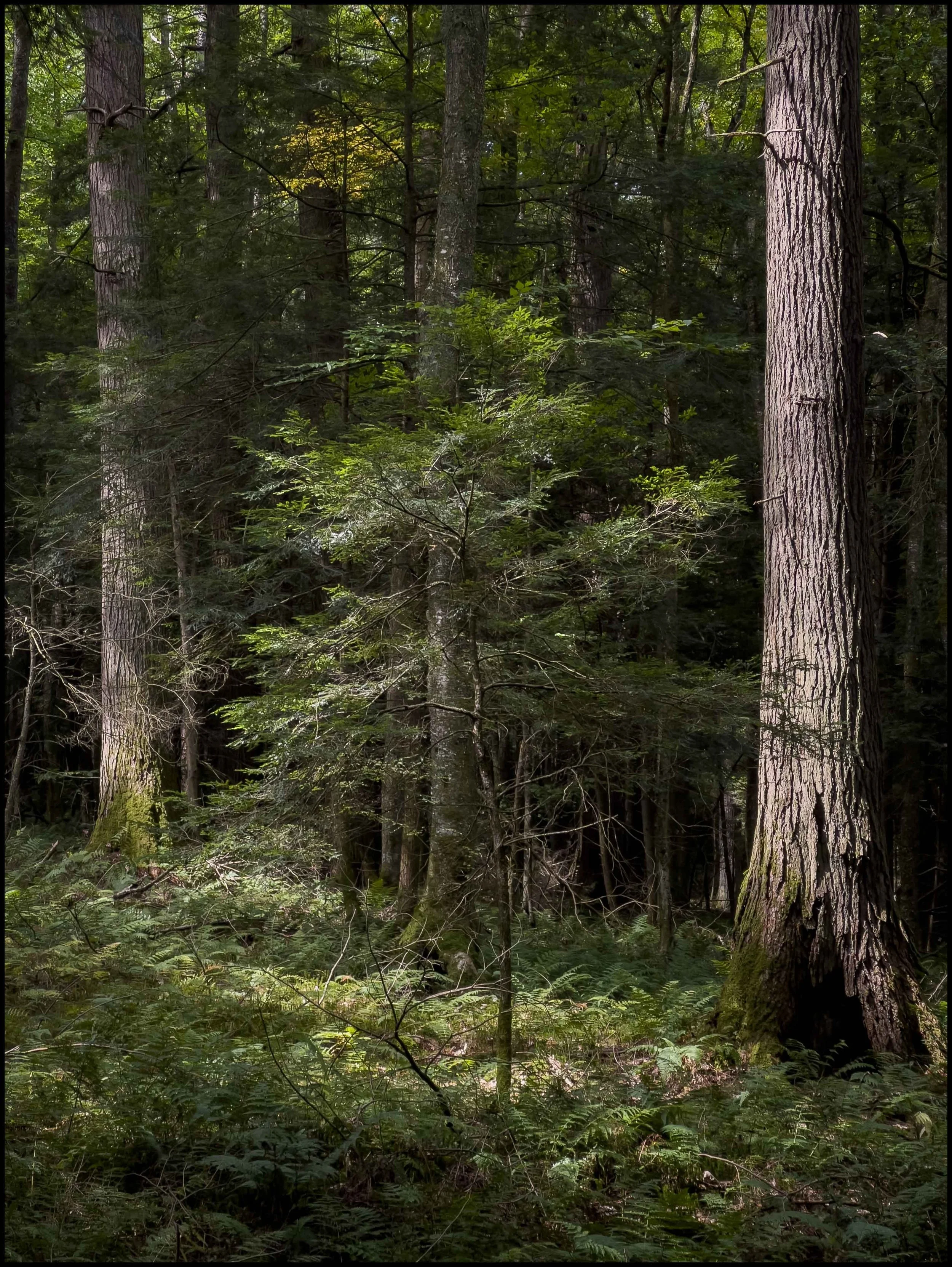 Cook State Forest, 2025