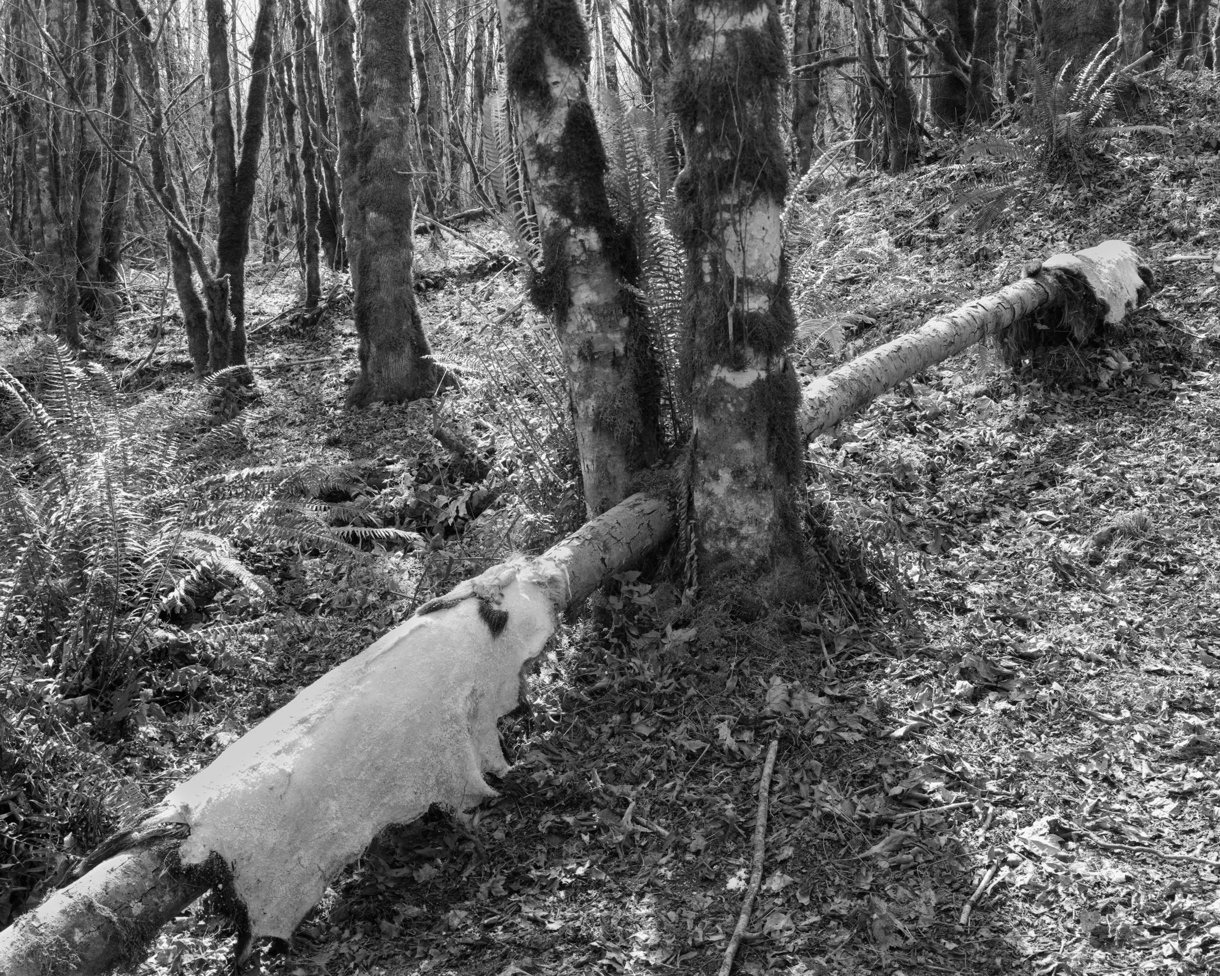 hides-on-log-updated.jpg