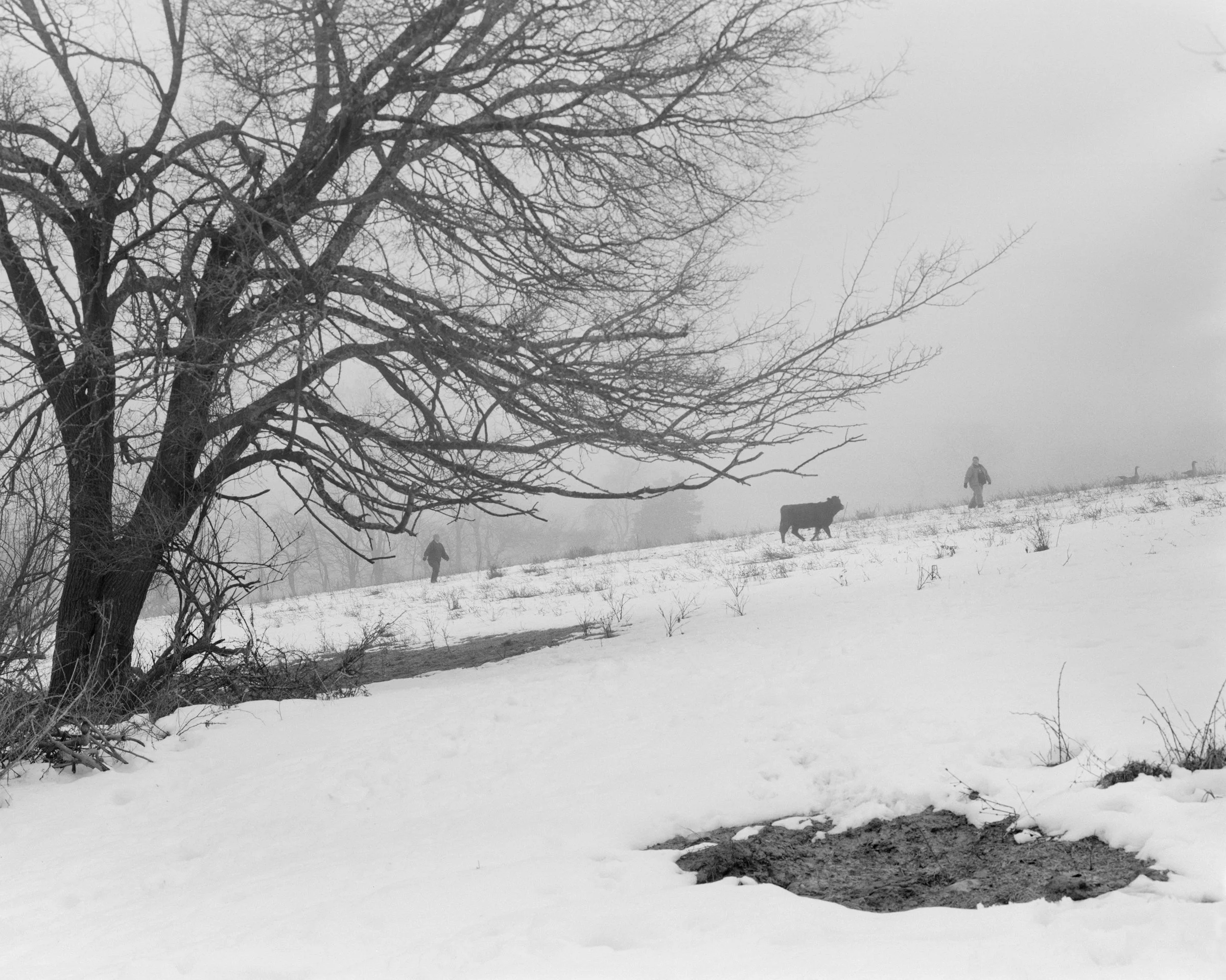 herding-cows.jpg
