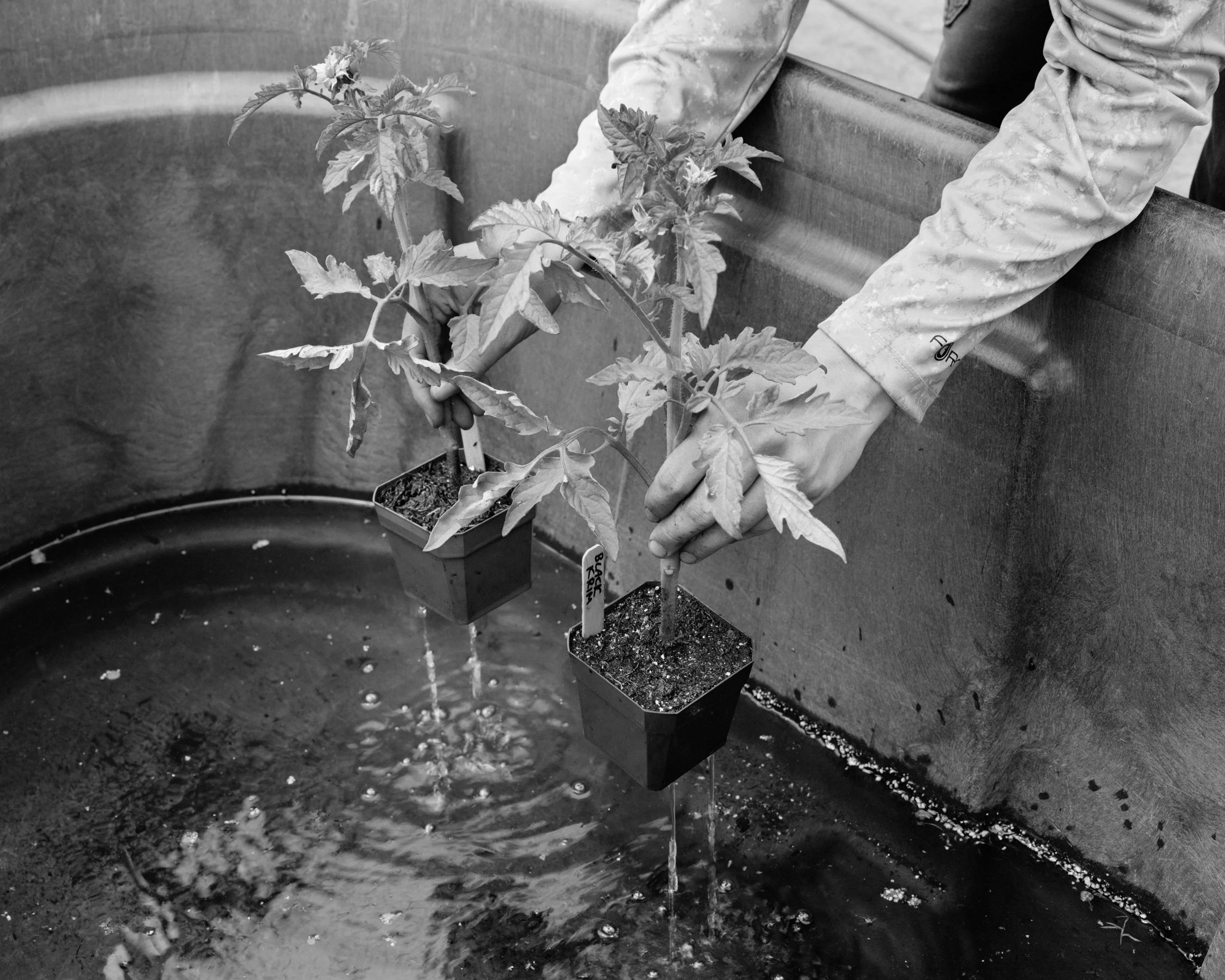 Watering-Plants.jpg