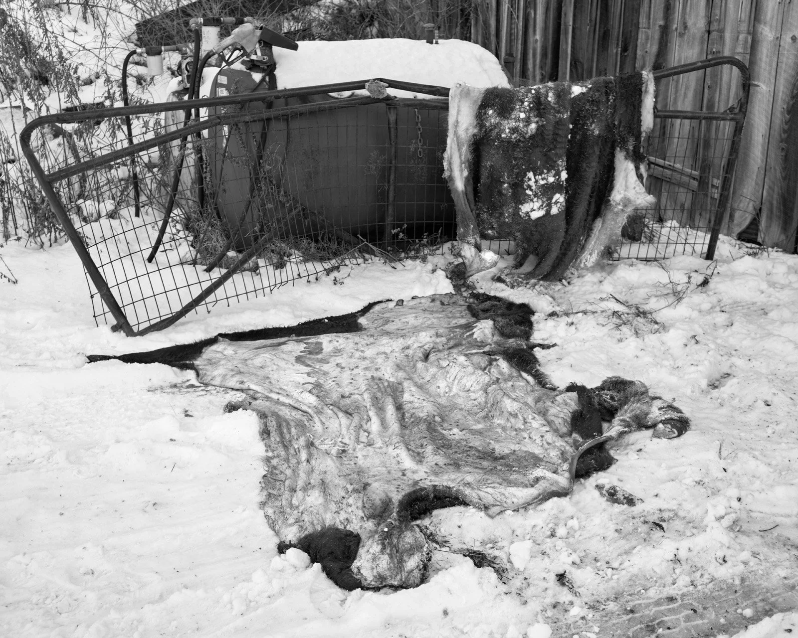 Kosky_winterhide.jpg