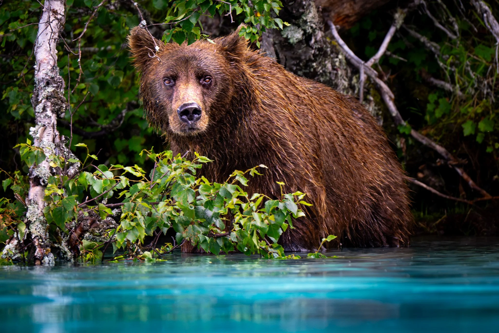 Glacier Lake Bear