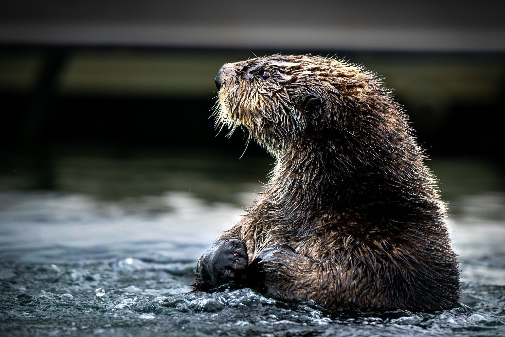 Extra Fluffy Sea Otter