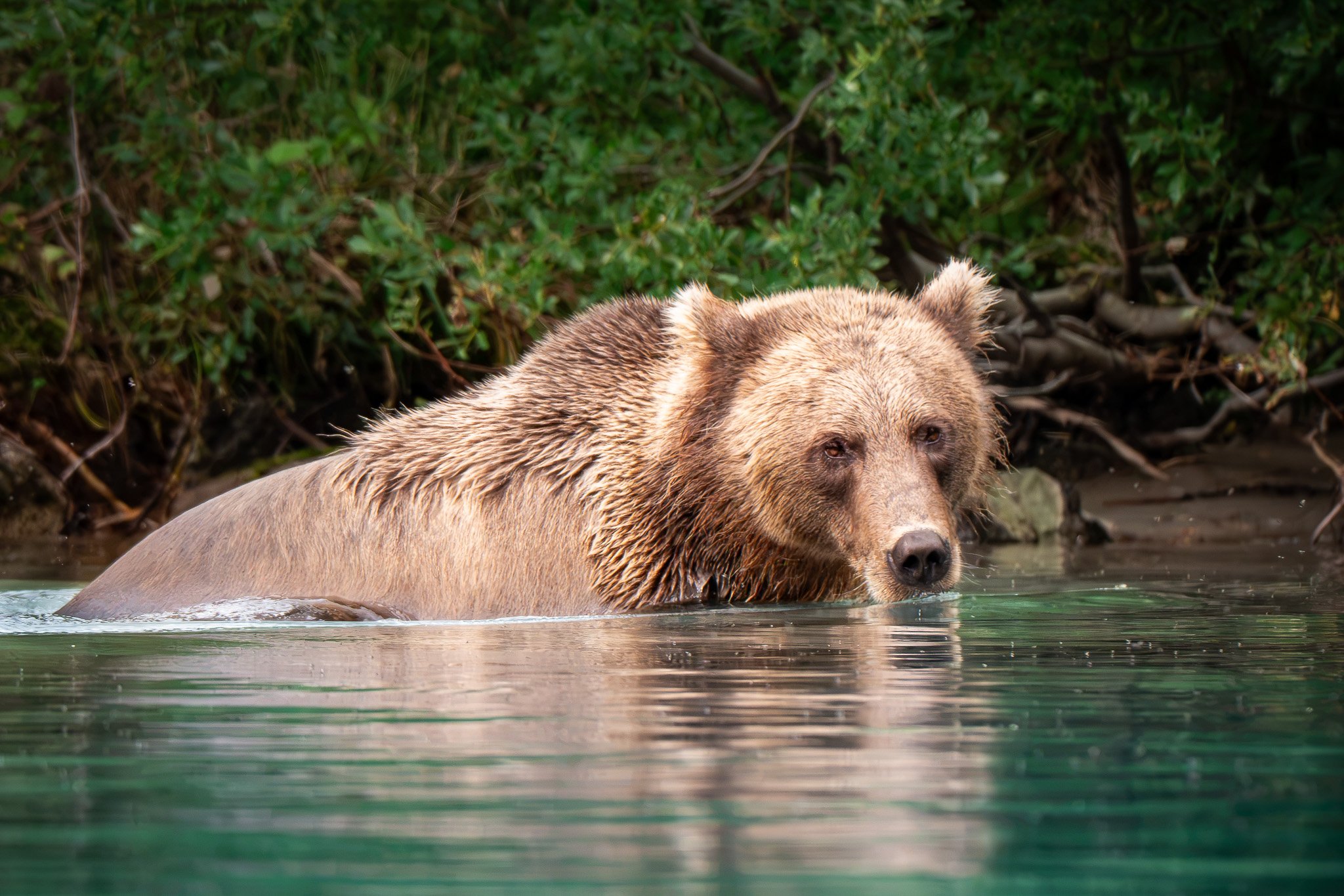 Giant Of Alaska