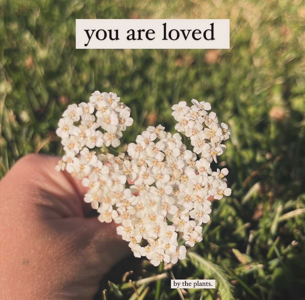 yarrow.jpg