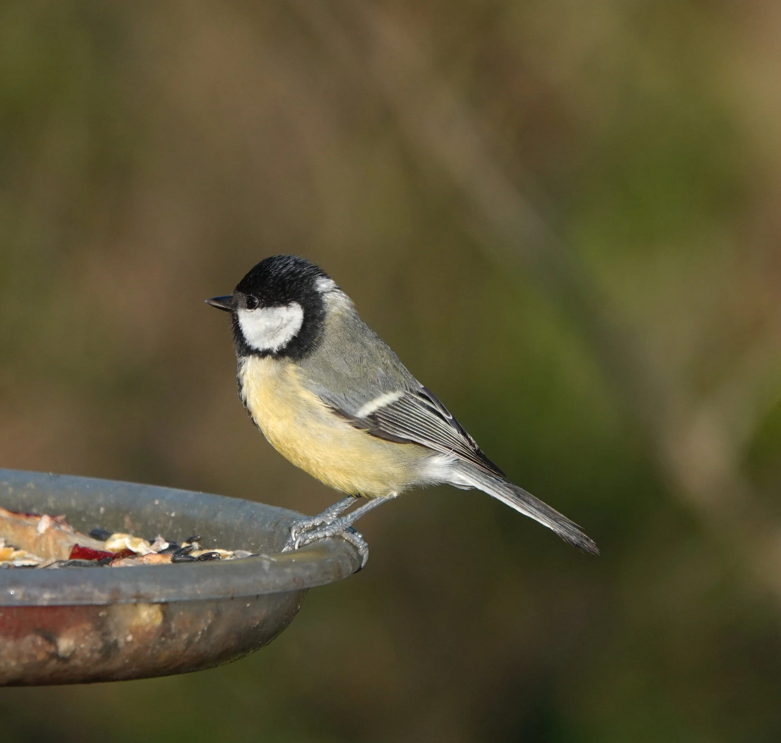 Kitchen Staples That Birds Love: A Winter Feeding Guide