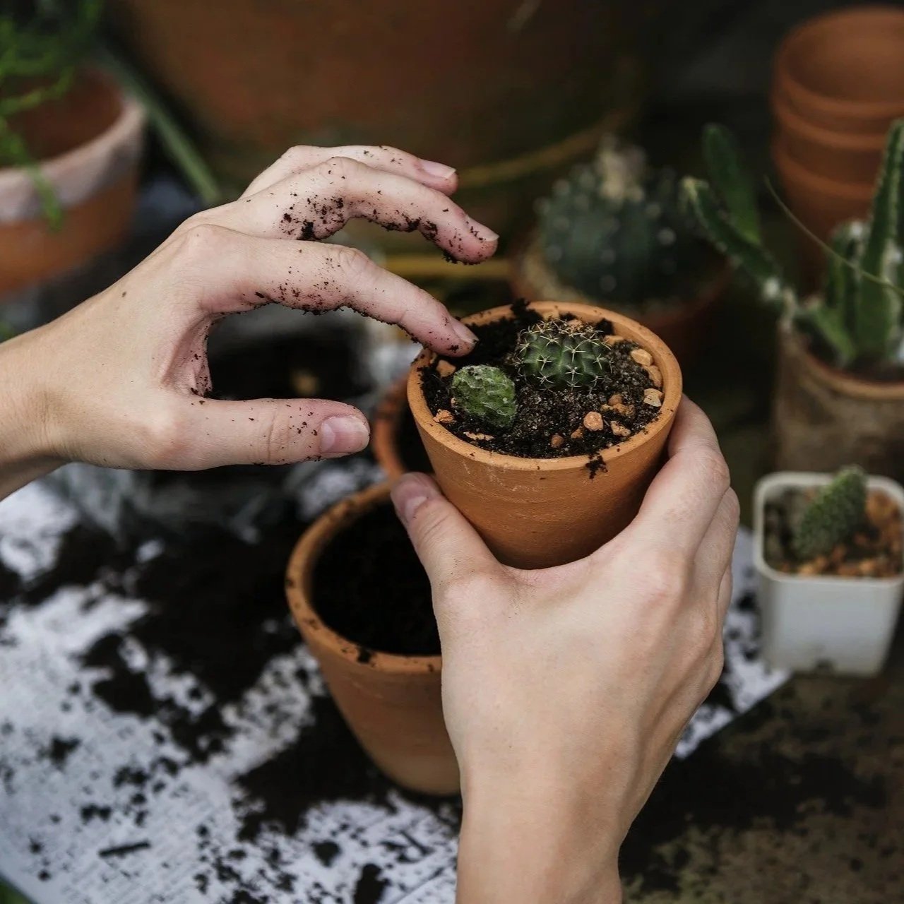 Tending a Plant
