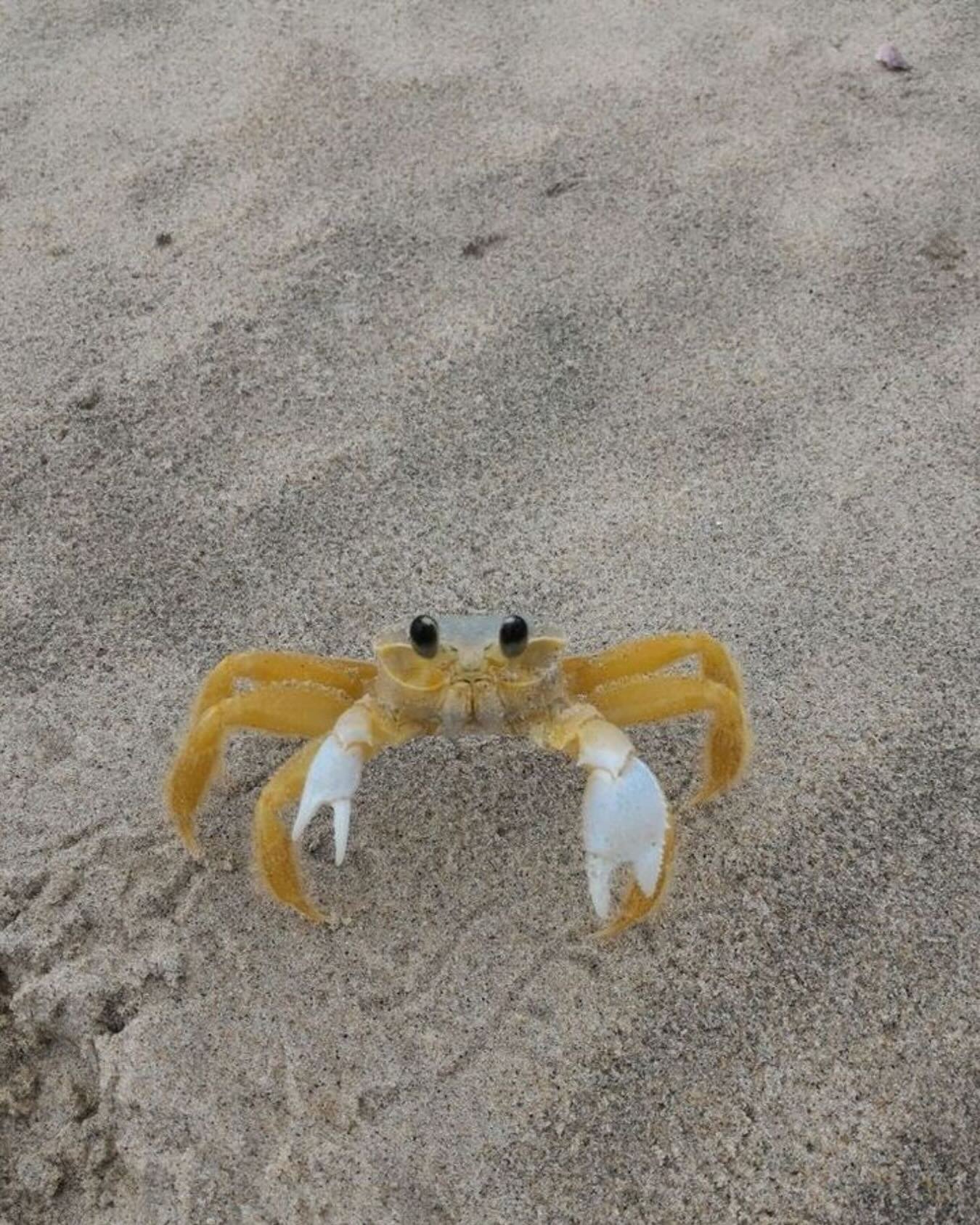 Crabby cutie 🦀 

#comingsoon