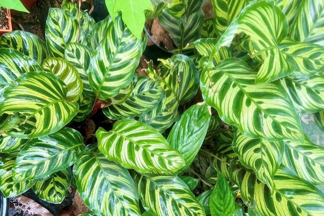 How Soft Scape Landscaping is Taking Over