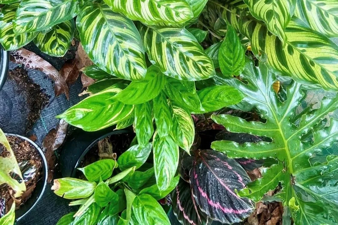 Long Term Game: What to Plant Now in Darwin?