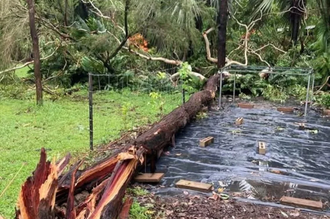 Last-Minute Cyclone Preparations for Your Garden in Darwin
