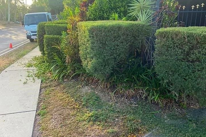 What Type and Style of Hedges Work in Darwin?