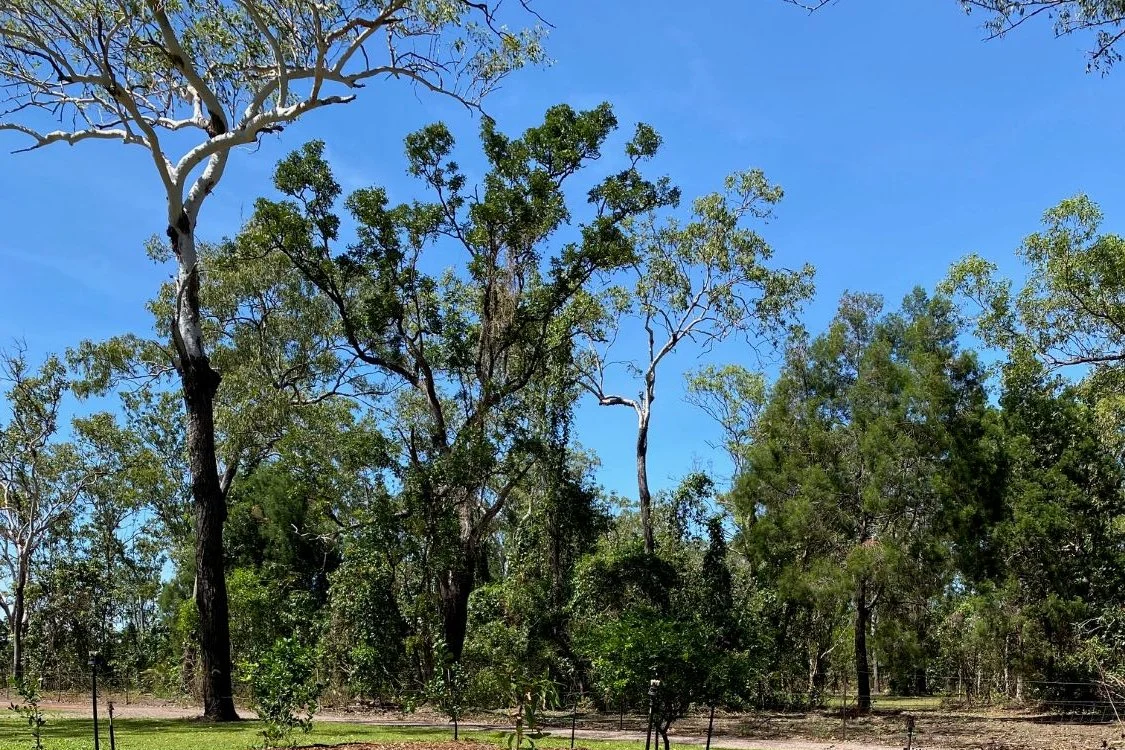 Ants in Your Lawn in Darwin: A Turf Professional’s Guide