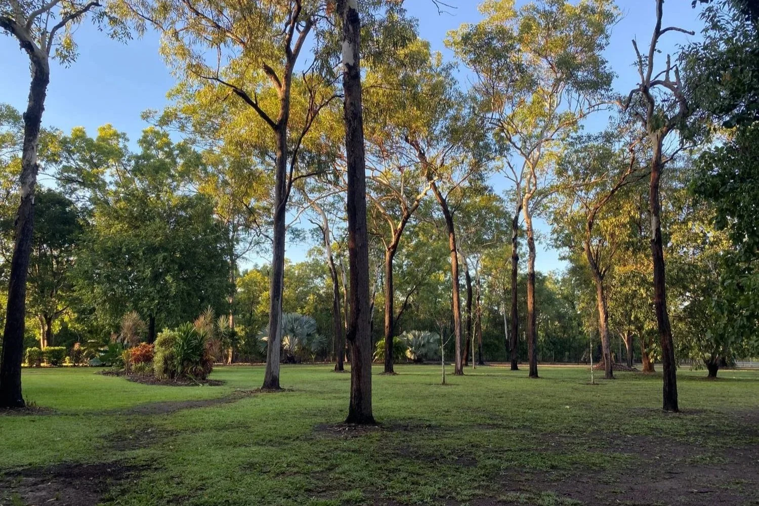 The Impact of Having Domestic Animals on Your Property in Darwin