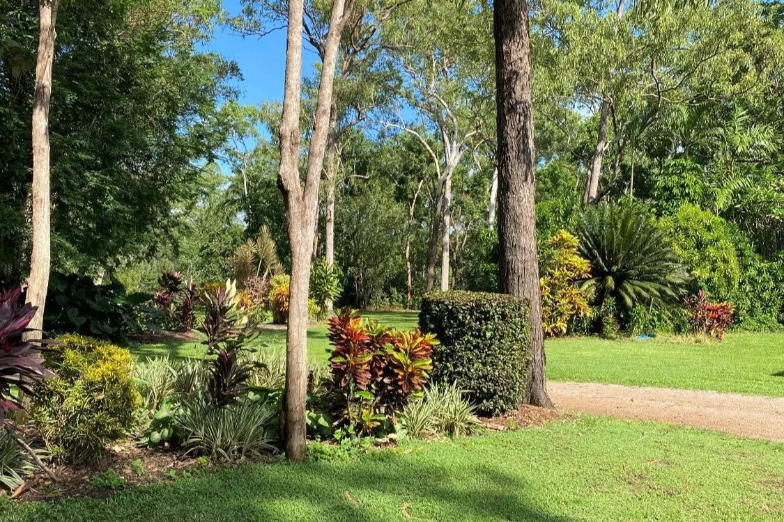 Kelp: An Organic Boost for Your Lawn and Garden
