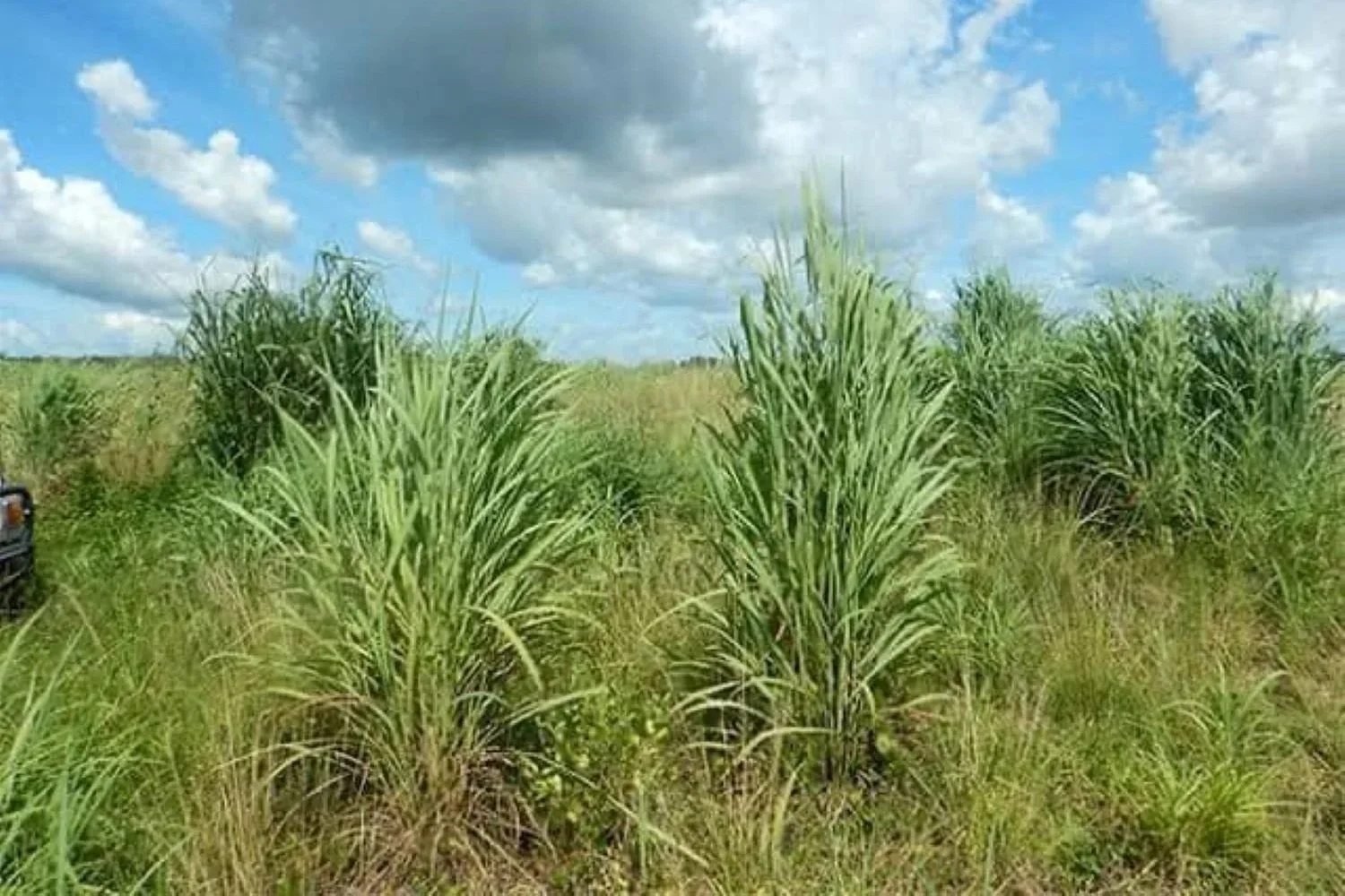 Why the Same Weeds Keep Coming Back Every Year around Darwin