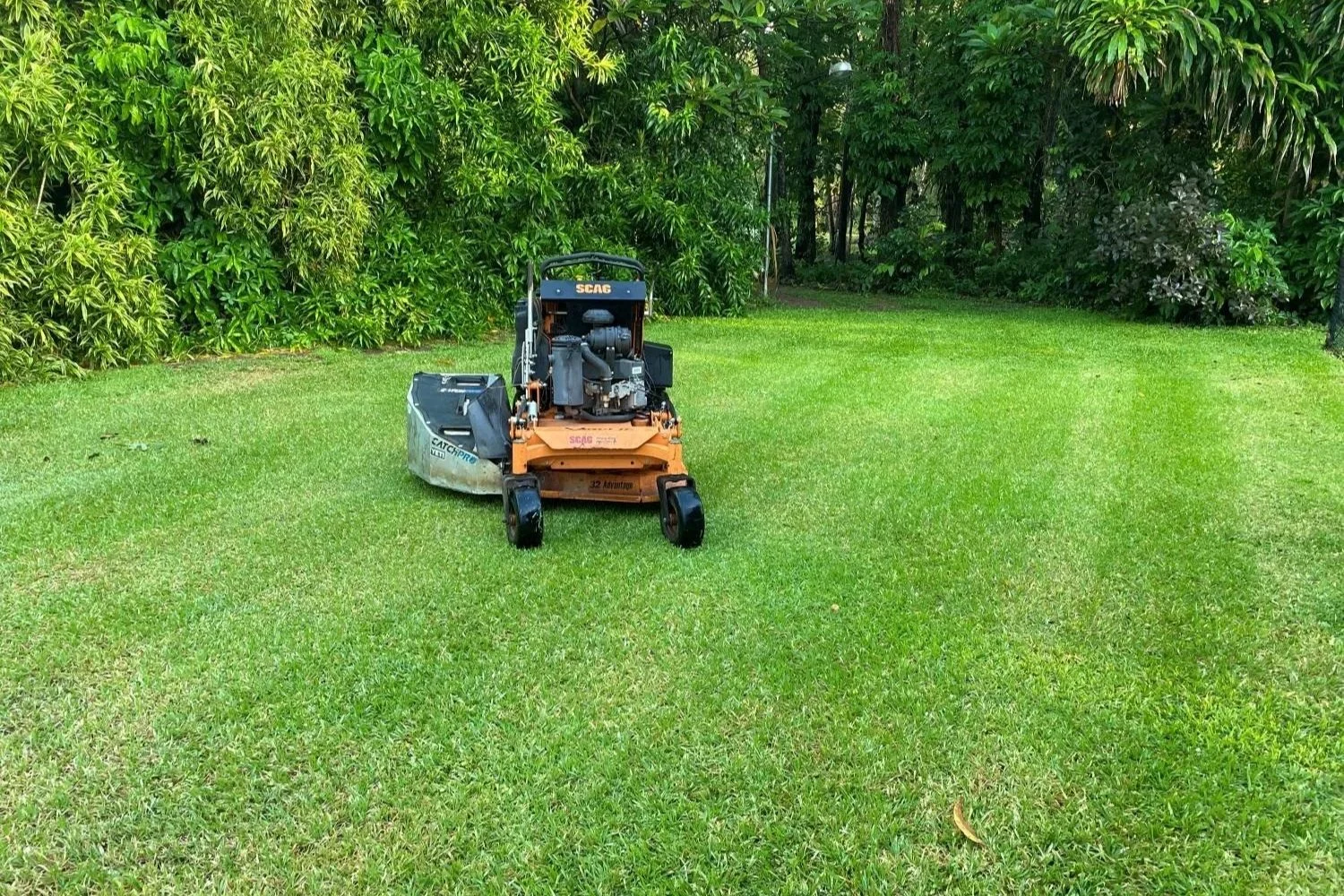 Why Grass Grows Upright After It Has Been Flattened — Plant Response, Gravitropism and Traffic