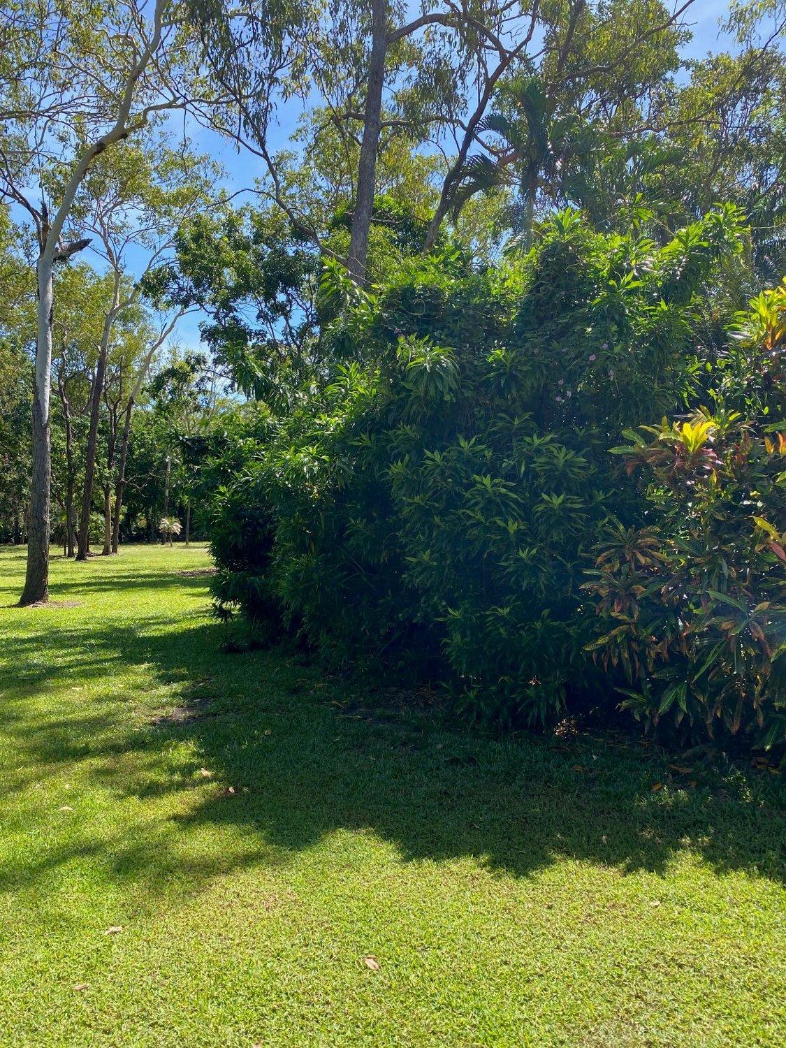 Pruning, hedging, trimming in garden in Darwin, Palmerston, Humpty Doo